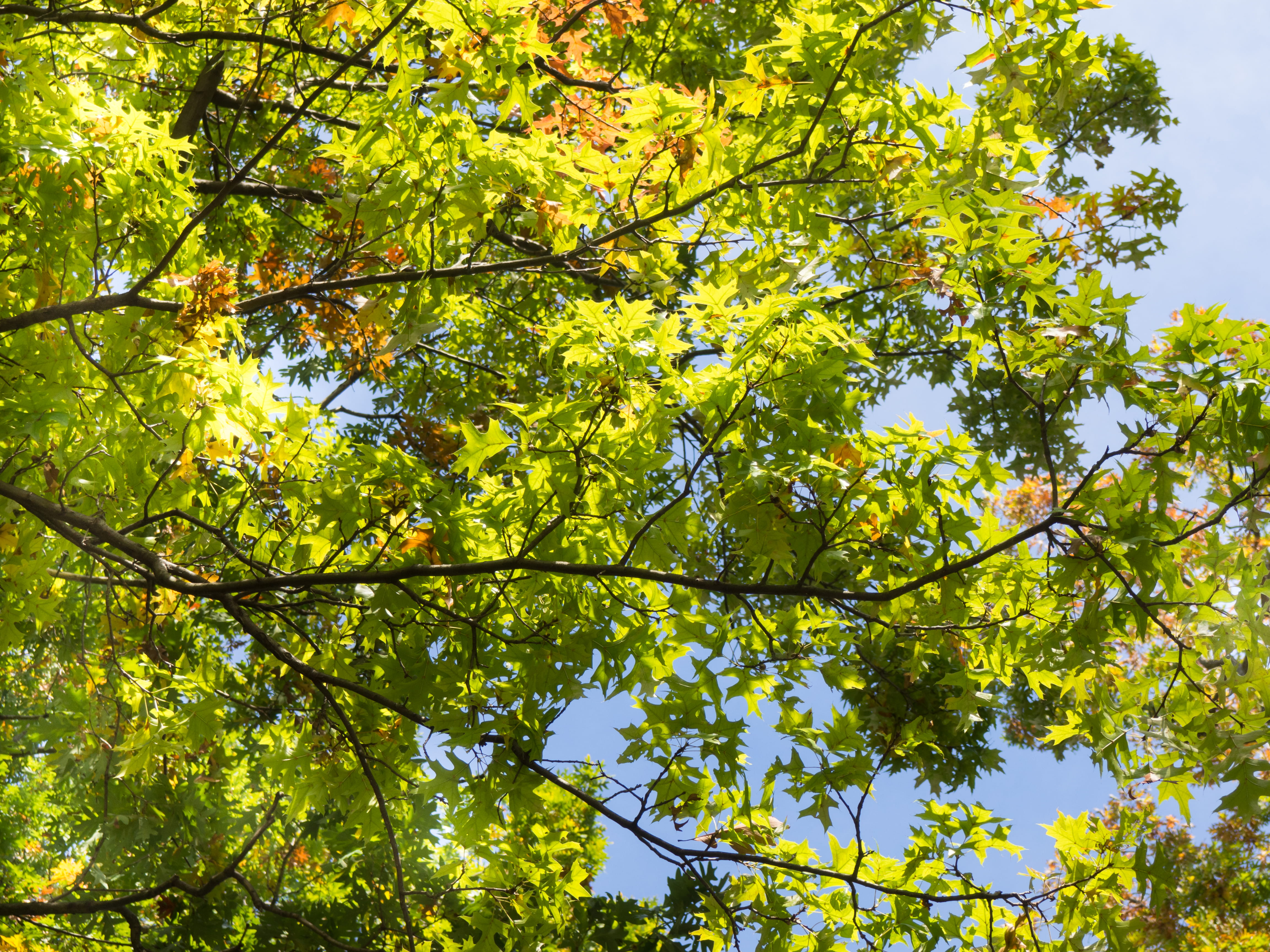 sun, lush Foliage, plant part, forest, sunlight, autumn, Branches, leaves, branch, color Image, yellow, Sky, environment, vibrant Color, Green Leaves, beauty In Nature, HD Wallpaper