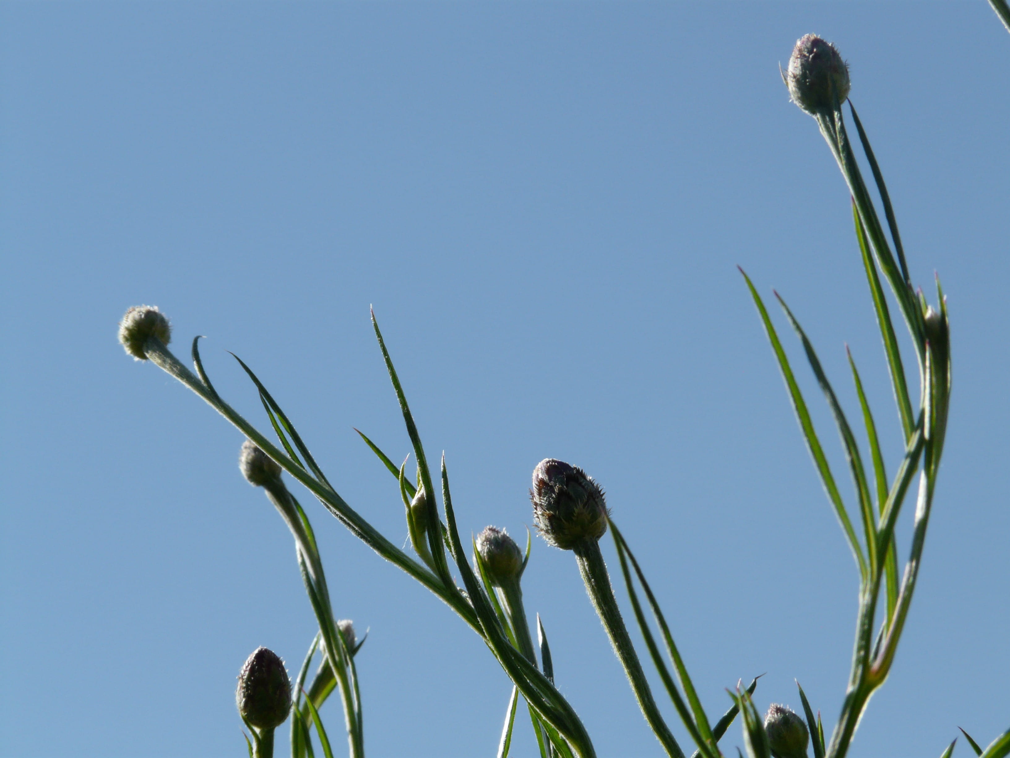 Plant, asteraceae, outdoors, animals in the wild, no people, one animal, growth, plant stem, tree, knapweed, sky, agriculture, summer, green Color, day, HD Wallpaper