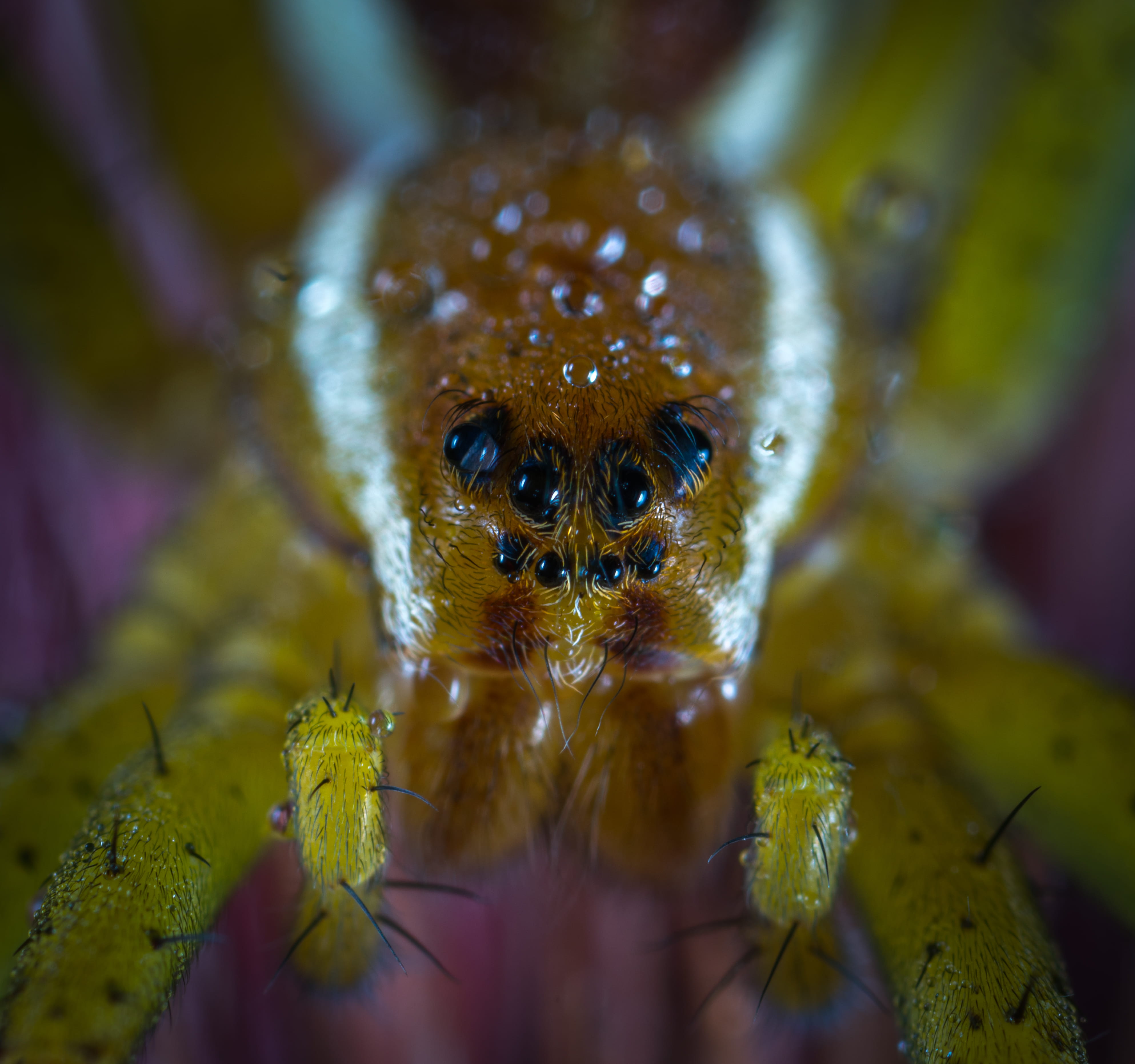 biology, animal body part, animal eye, marine, nature, brown, close-up, animal head, one animal, invertebrate, animals in the wild, flora, spider, little, HD Wallpaper