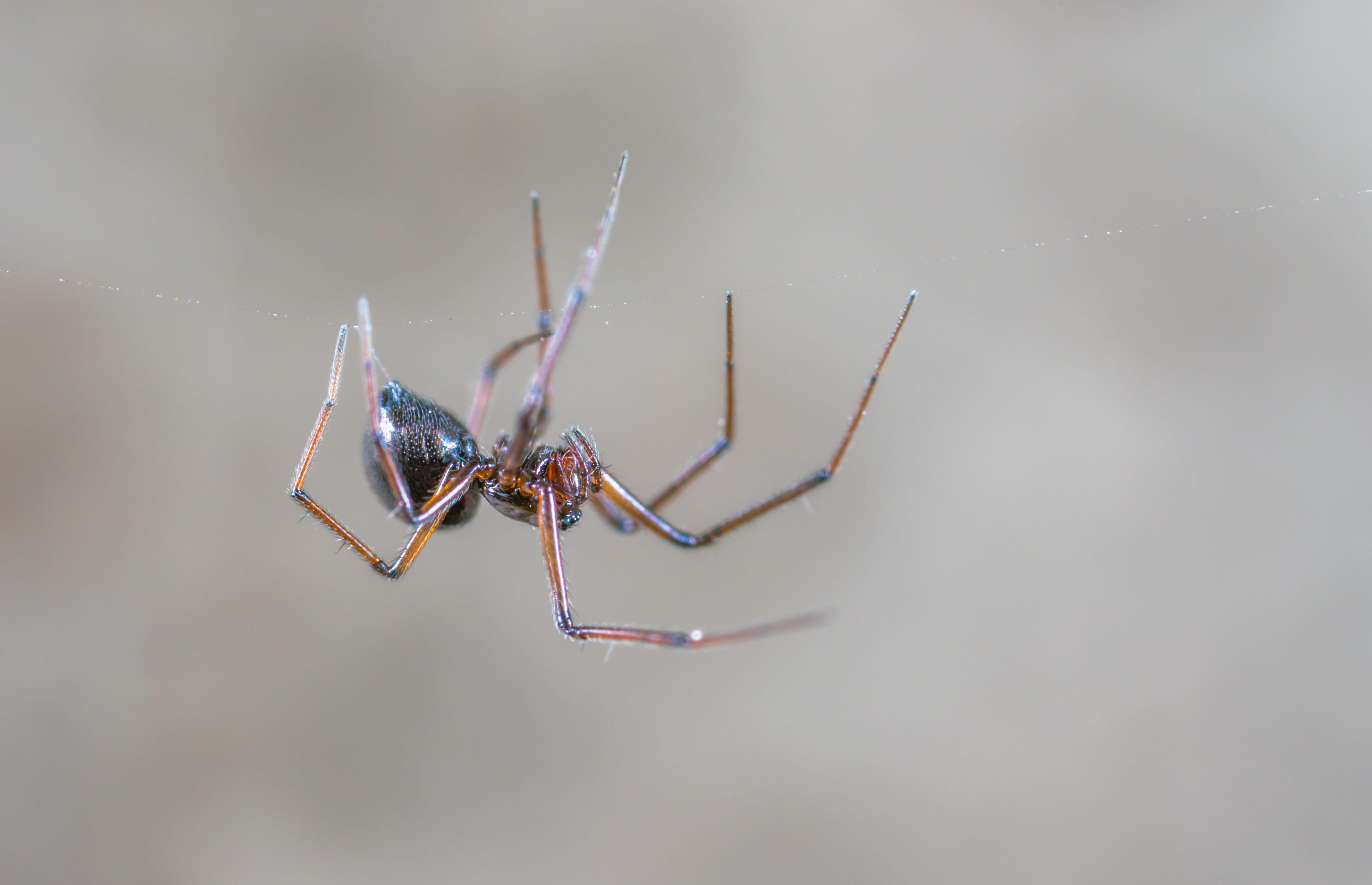 close-up, photography, little, arthropod, brown, creepy, macro, animal themes, animal, focus on foreground, zoology, one animal, no people, day, animal wildlife, HD Wallpaper