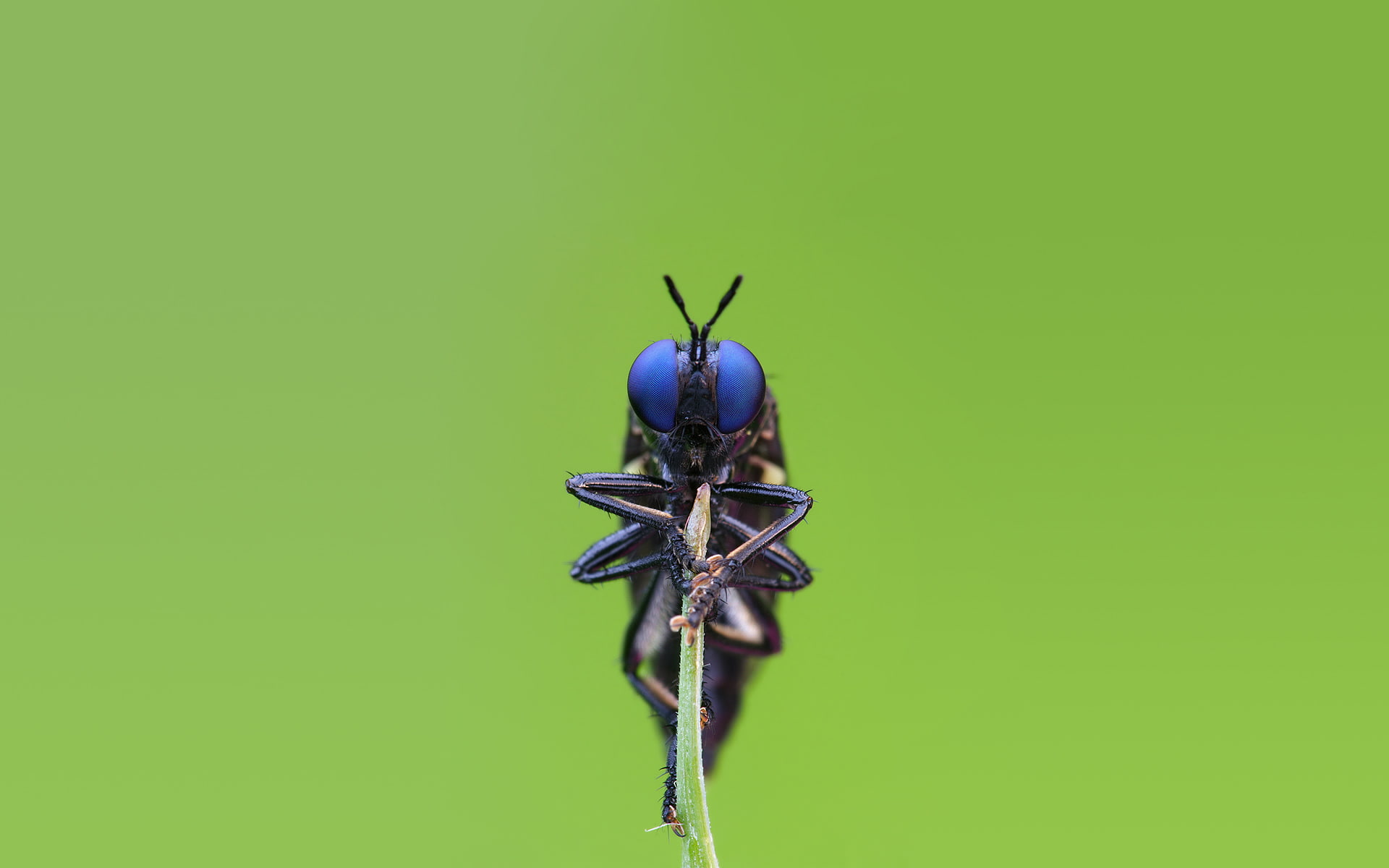 1080P, animals, macro, insect, Fly, HD Wallpaper