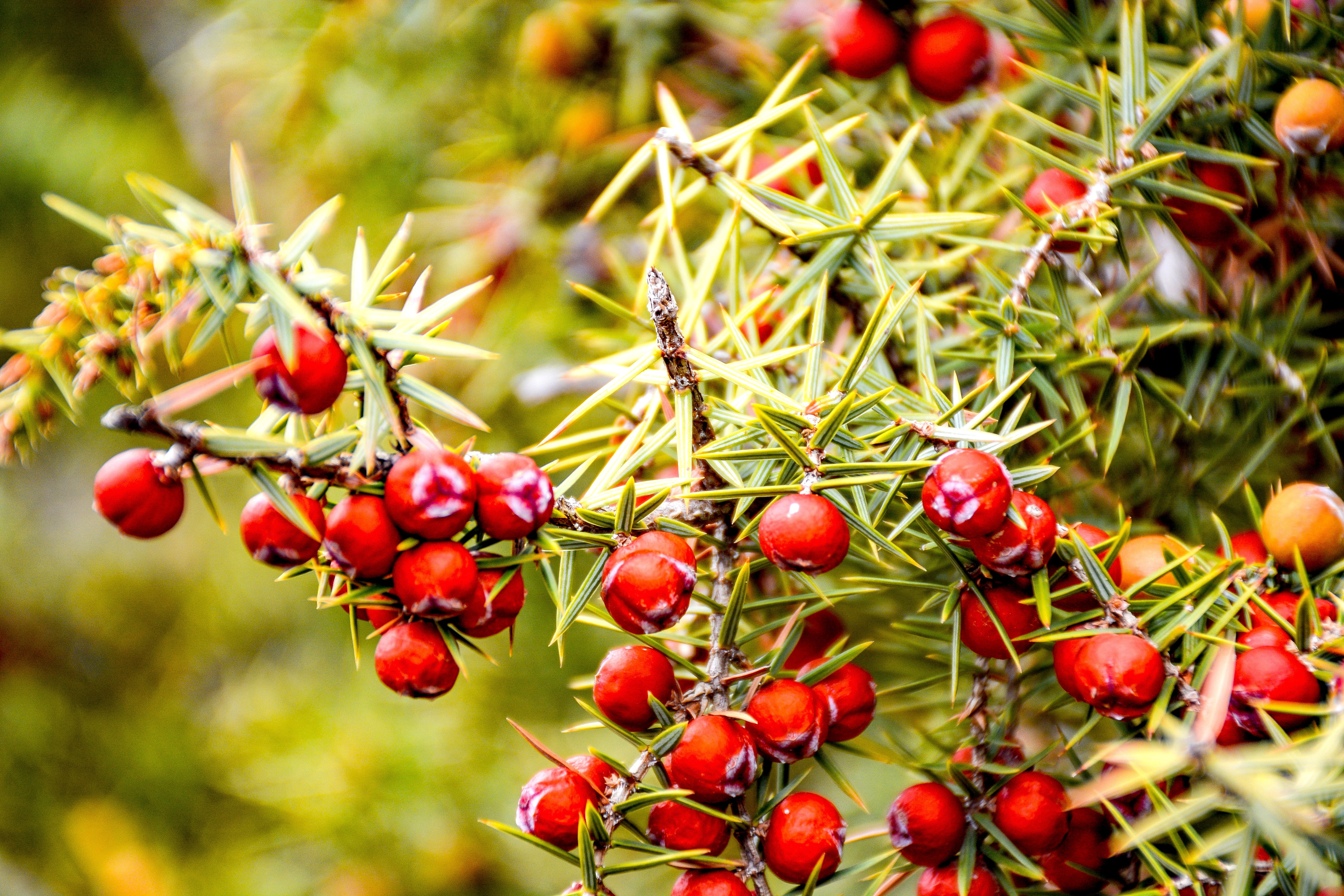 healthy eating, 5K, food, juniper thorn, red, berry fruit, food and drink, close-up, fruit, beauty in nature, focus on foreground, plant, nature, plant part, HD Wallpaper