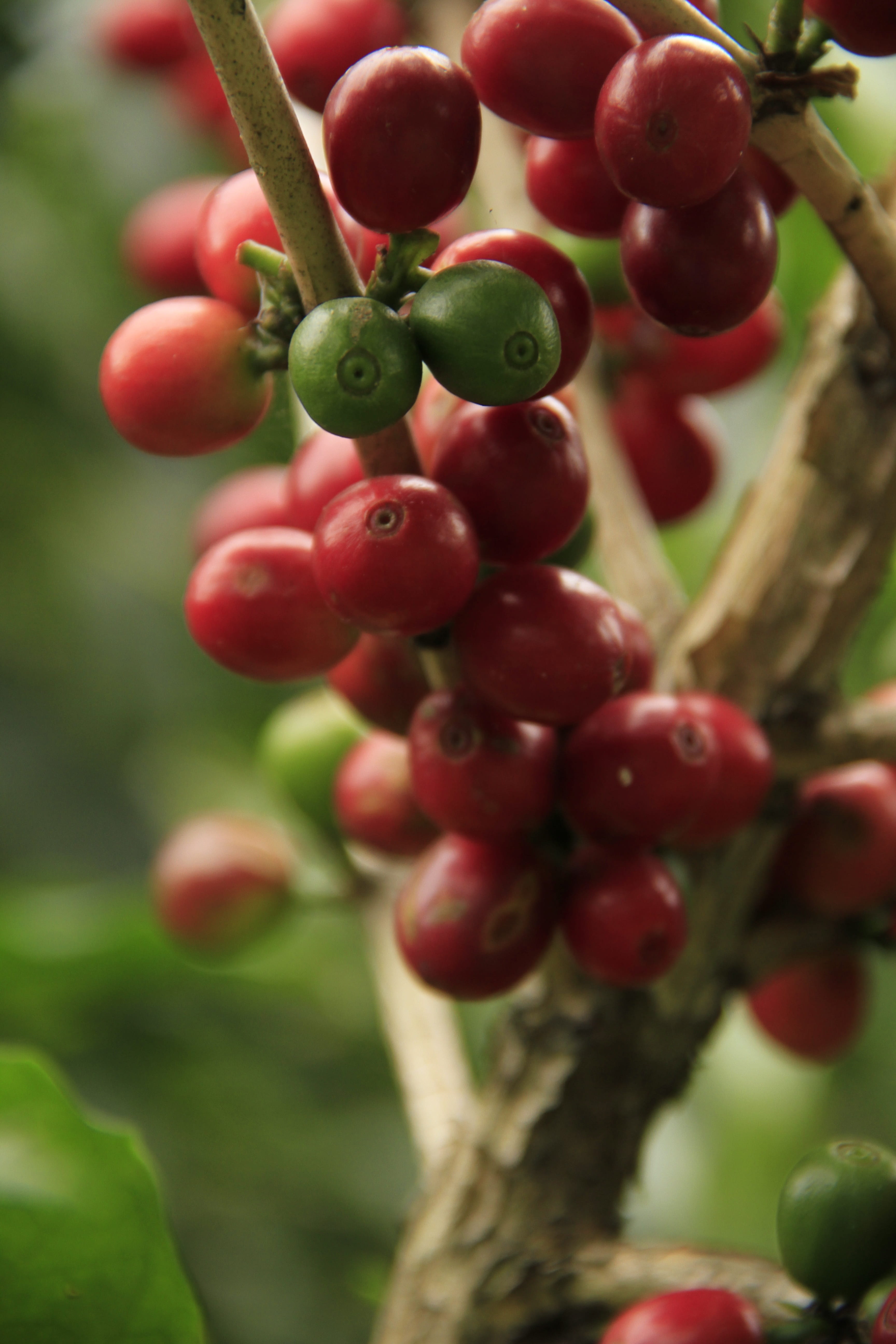 growth, day, outdoors, close-up, red, nature, winemaking, natural, coffee, 5K, healthy eating, berry fruit, freshness, focus on foreground, ripe, agriculture, Phone HD Wallpaper