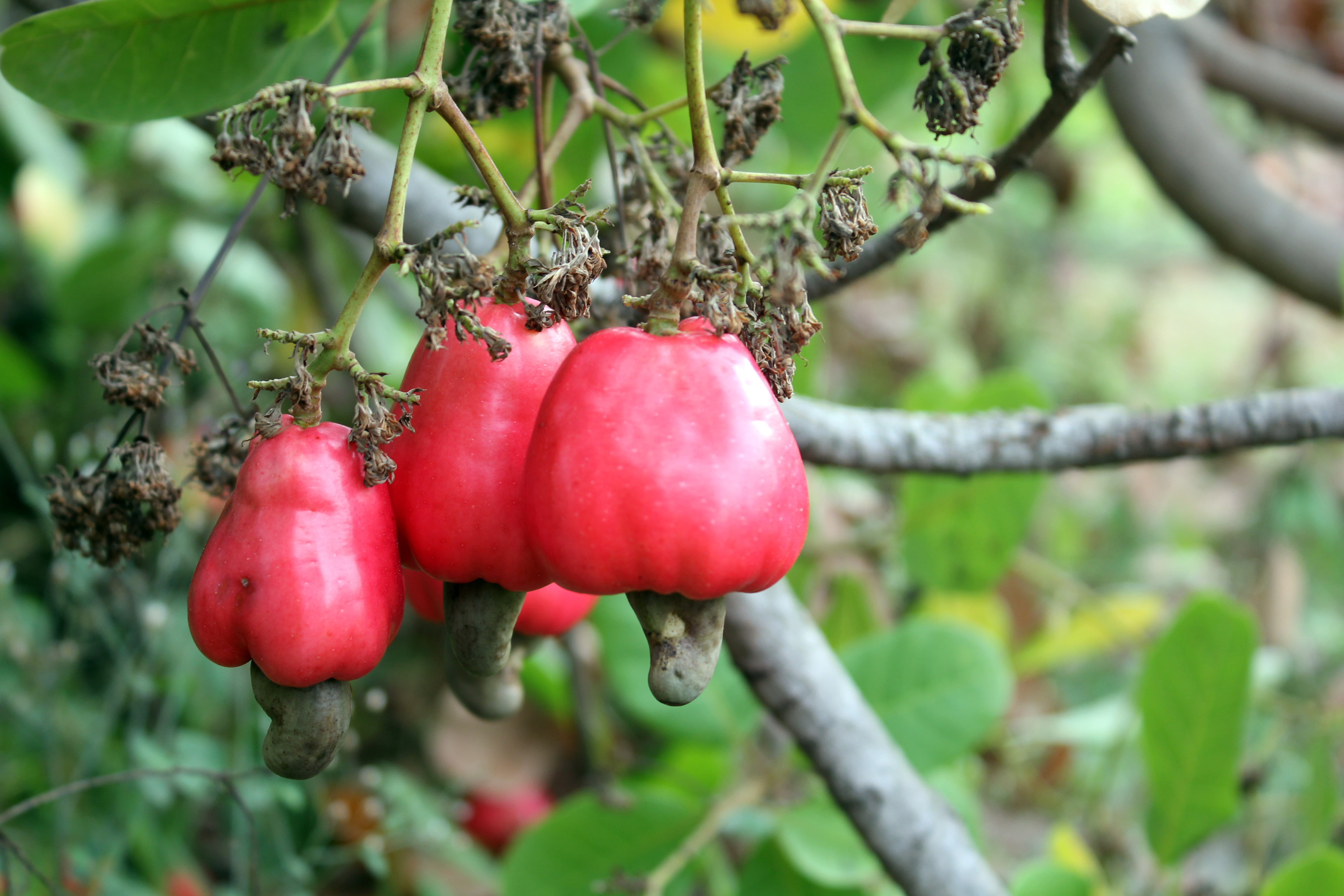 5K, growth, red, green color, food and drink, fruit, beauty in nature, plant part, wellbeing, ripe, nature, diet, leaf, natural, plant, cashew, outdoors, HD Wallpaper