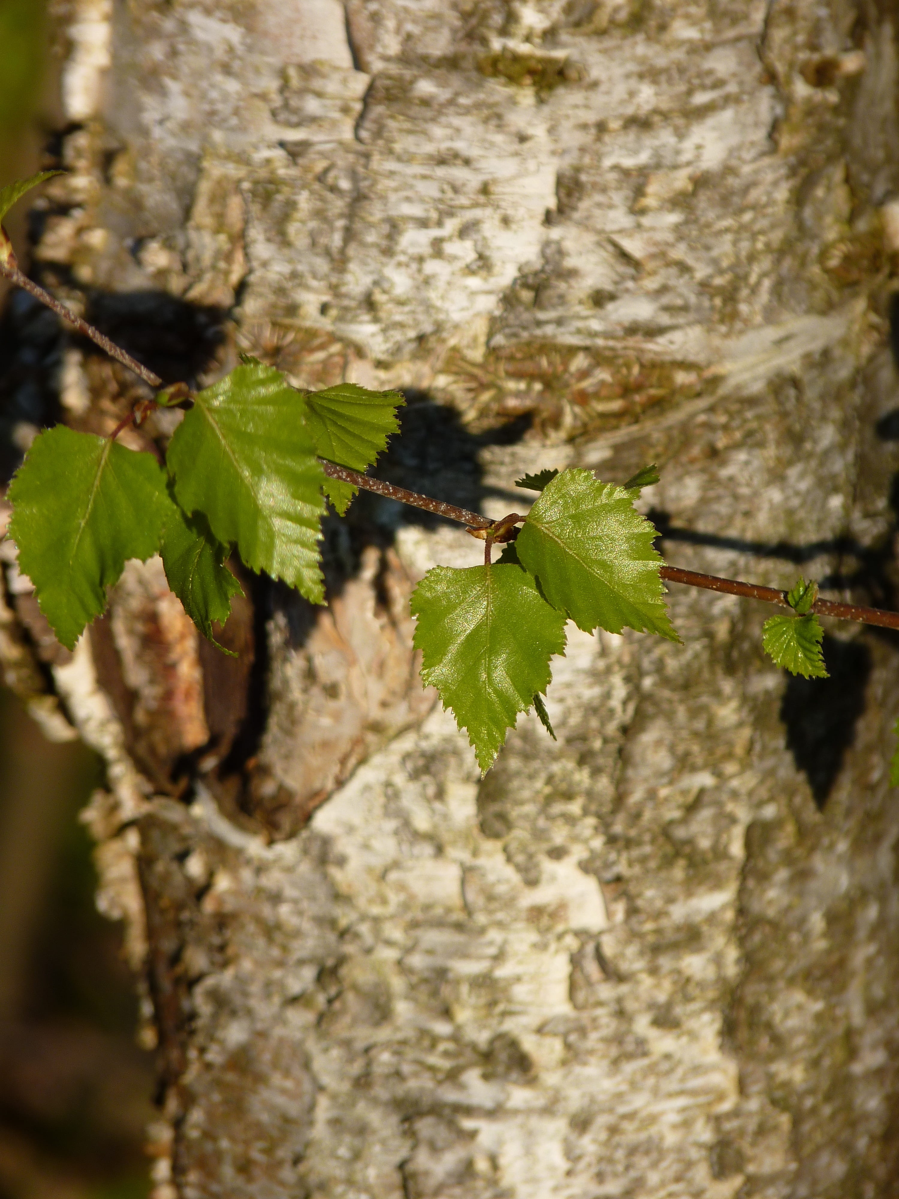 textured, woodland, white, tree bark, branches, birch bark, branch, Tree, day, plant part, Bark, bark, butterfly - insect, white bark, birch trunk, animal wildlife, Phone HD Wallpaper