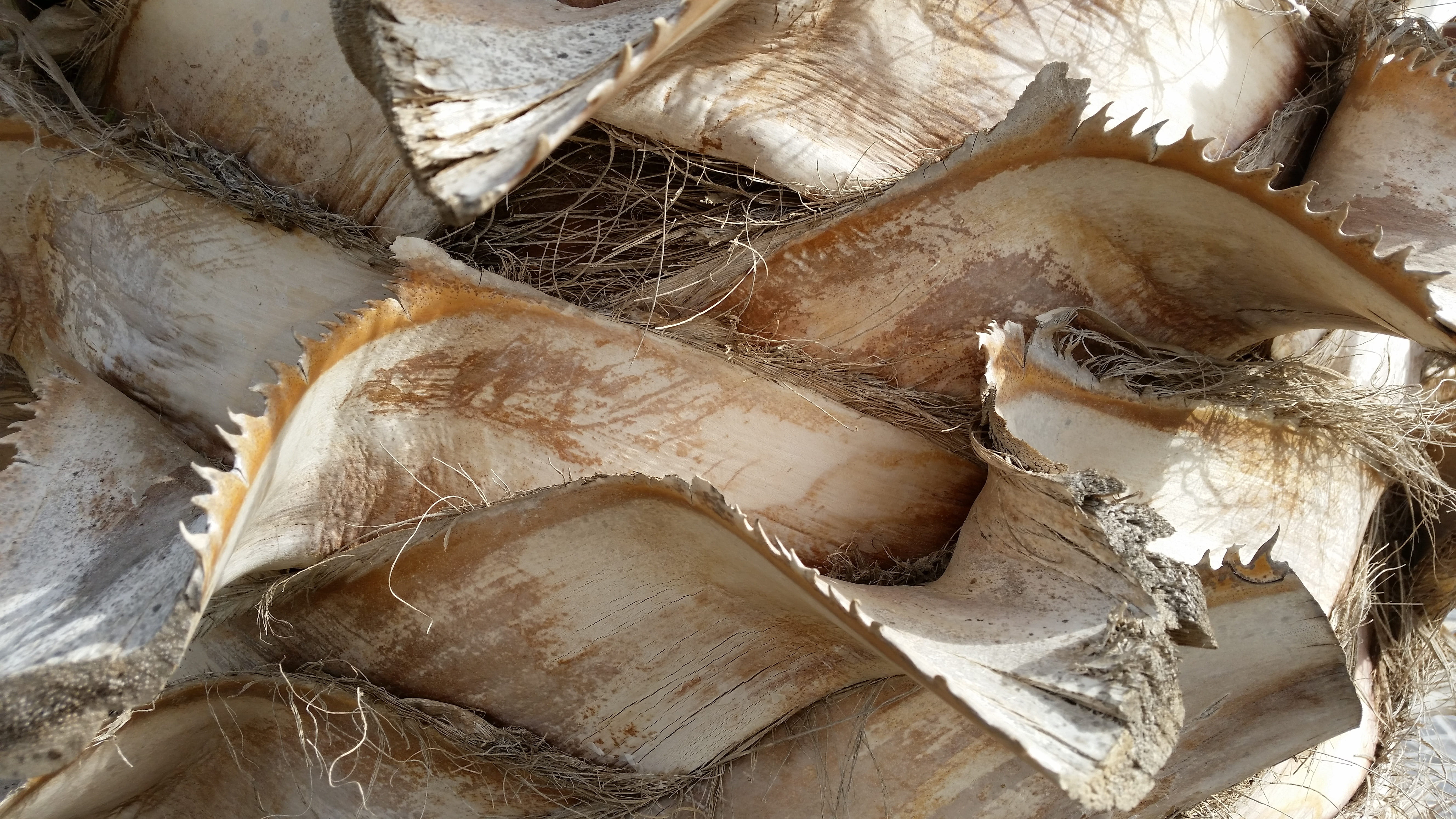 palm tree, high angle view, brown, wellbeing, close-up, food, background, seafood, full frame, wood - material, landscape, outdoors, trees, food and drink, HD Wallpaper