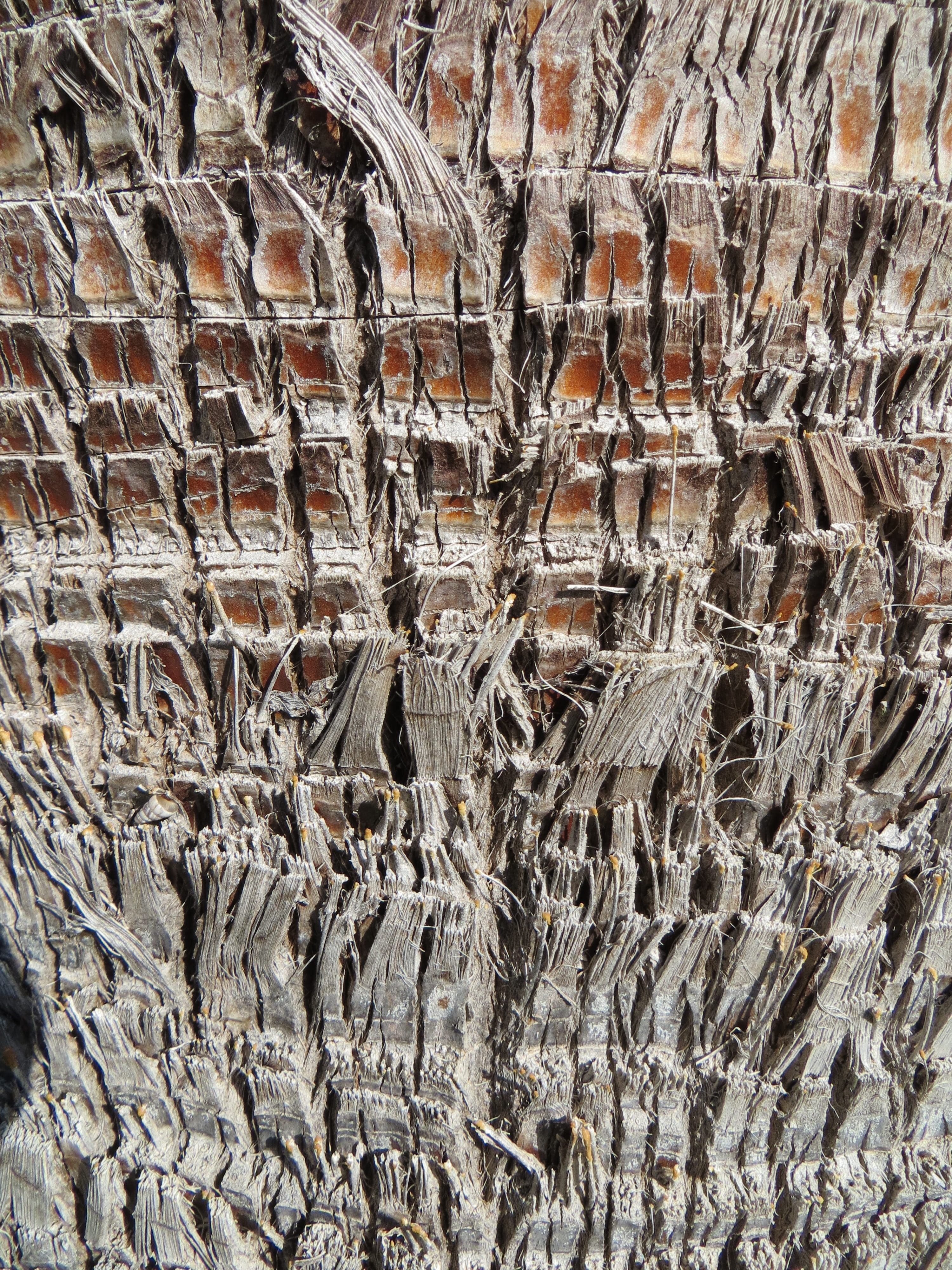 Structure, abstract, wall - building feature, high angle view, outdoors, palm tree, full frame, palm tree root, plant, rough, built structure, 4K, brown, Phone HD Wallpaper