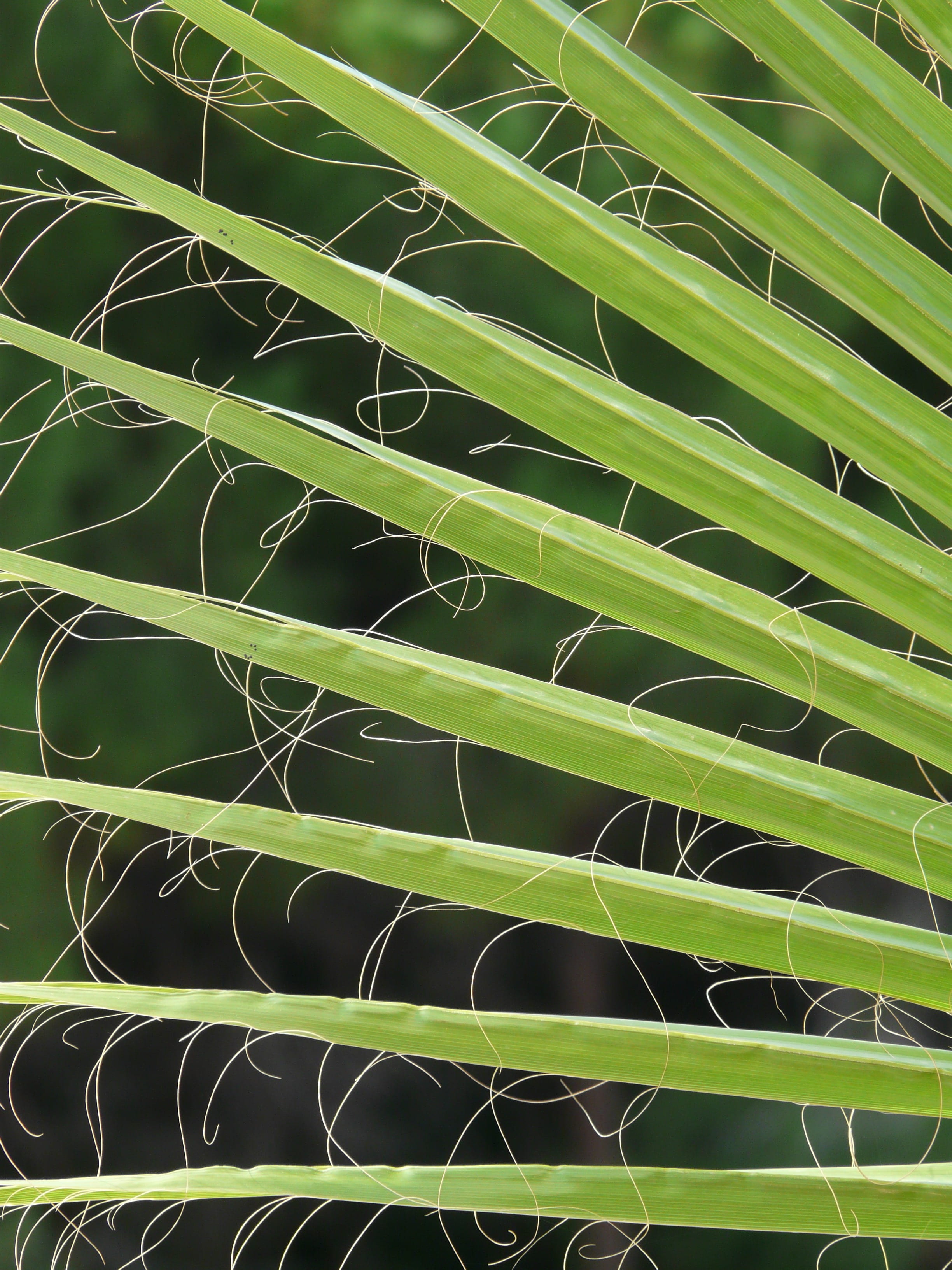 arecaceae, washington palm, fan palm, full frame, frond, outdoors, day, white fiber, no people, 2K, close-up, plant, papyrus like, green, plug, photography, Phone HD Wallpaper
