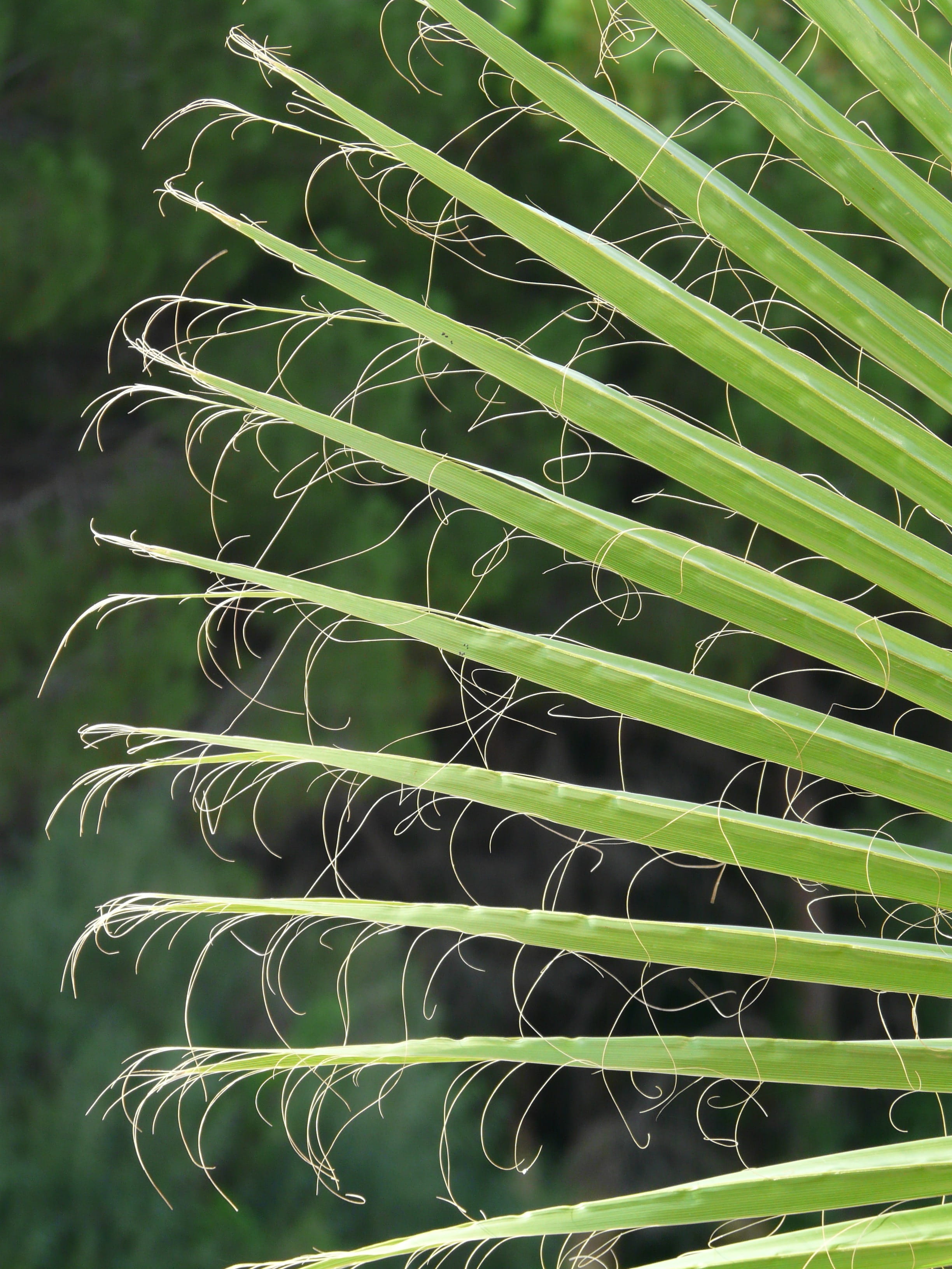 washington palm, fragility, 2K, arecaceae, plant, multi threaded washington, repetition, leafed, blur, palm tree, natural pattern, washingtonia filifera, Phone HD Wallpaper