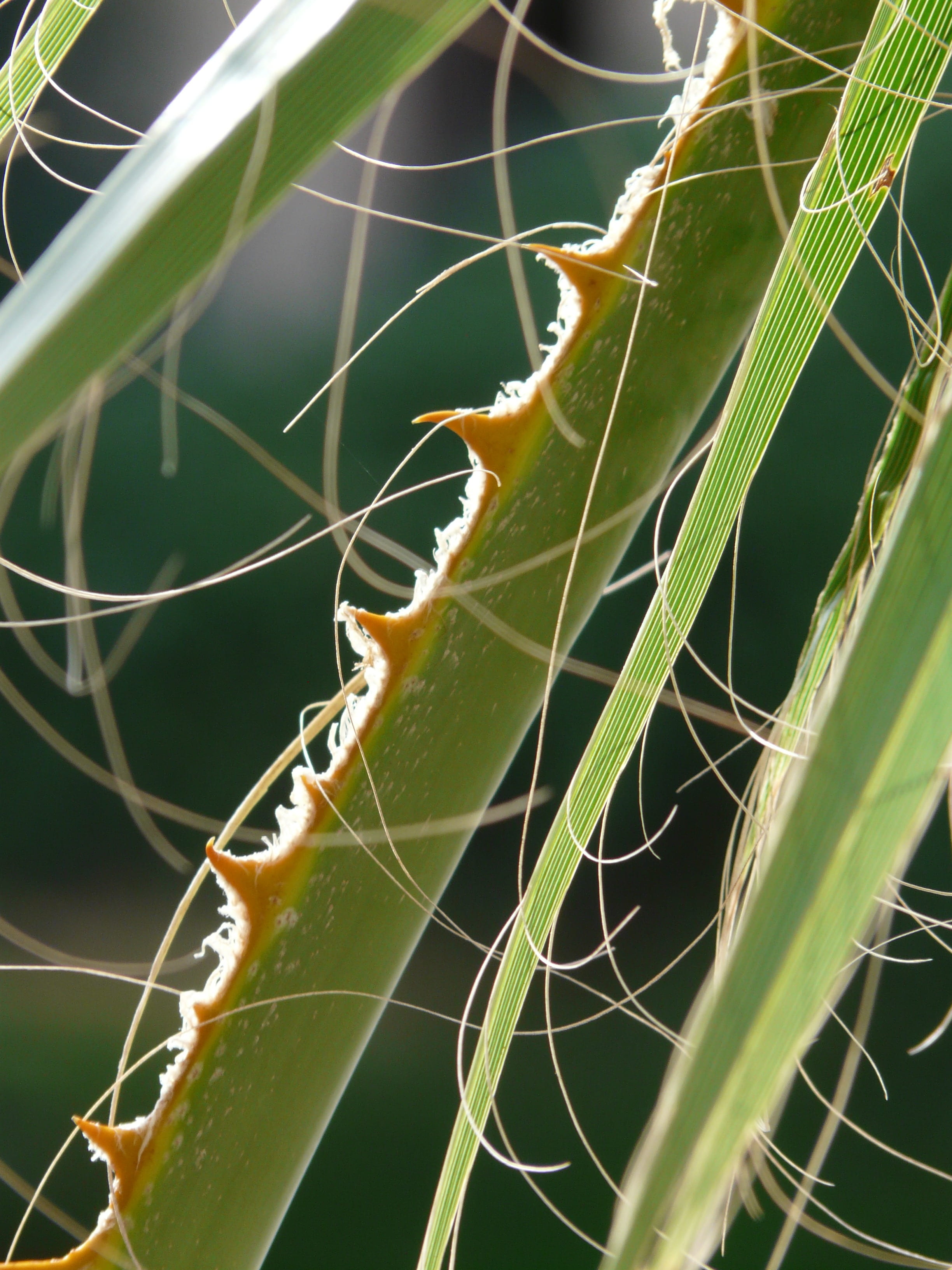 orange brown, biodata, smart, spider web, botany, washingtonia filifera, animal, washington palm, web, palm fronds, animal wildlife, thorns, spider, nature, Phone HD Wallpaper