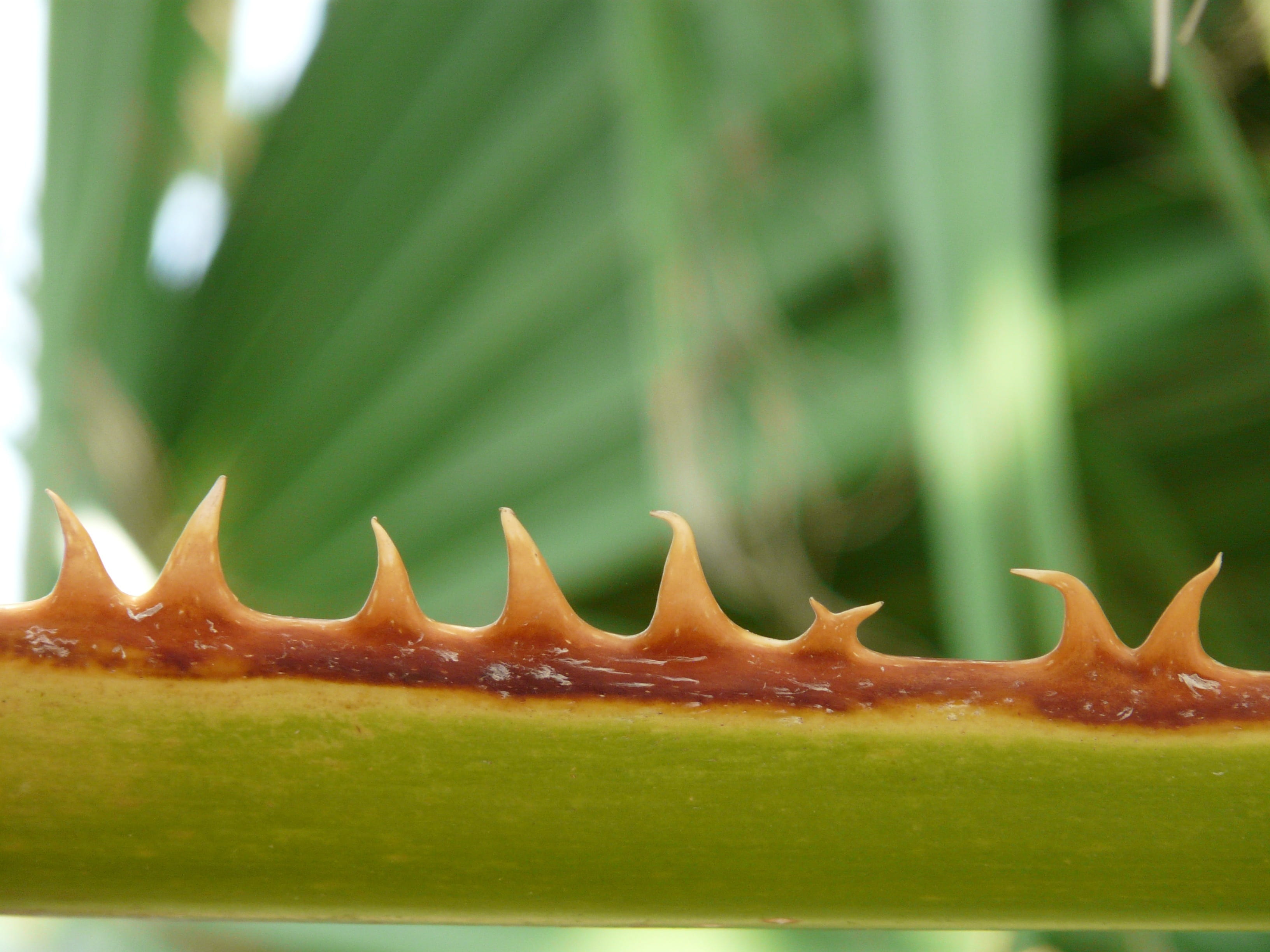 plant, nature, wellbeing, washington palm, botany, palm fronds, reinforced, plug, palm, light green, orange brown, green, sweet food, healthy eating, 2K, HD Wallpaper