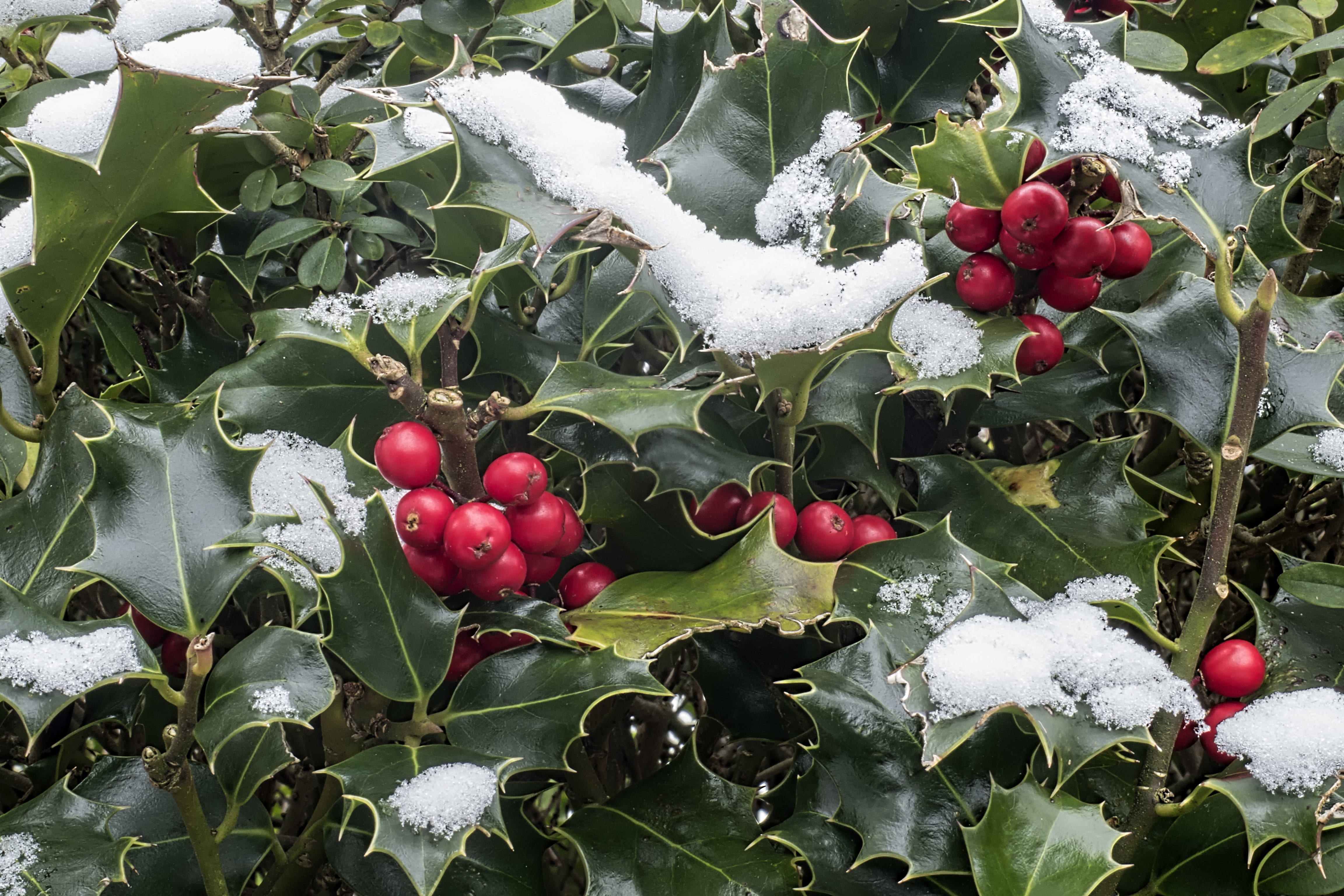 plant part, close-up, nature, food, covered, no people, ilex aquifolium, freshness, common holly, aquifoliaceae, red, snow, day, 4K, food and drink, berry red, HD Wallpaper