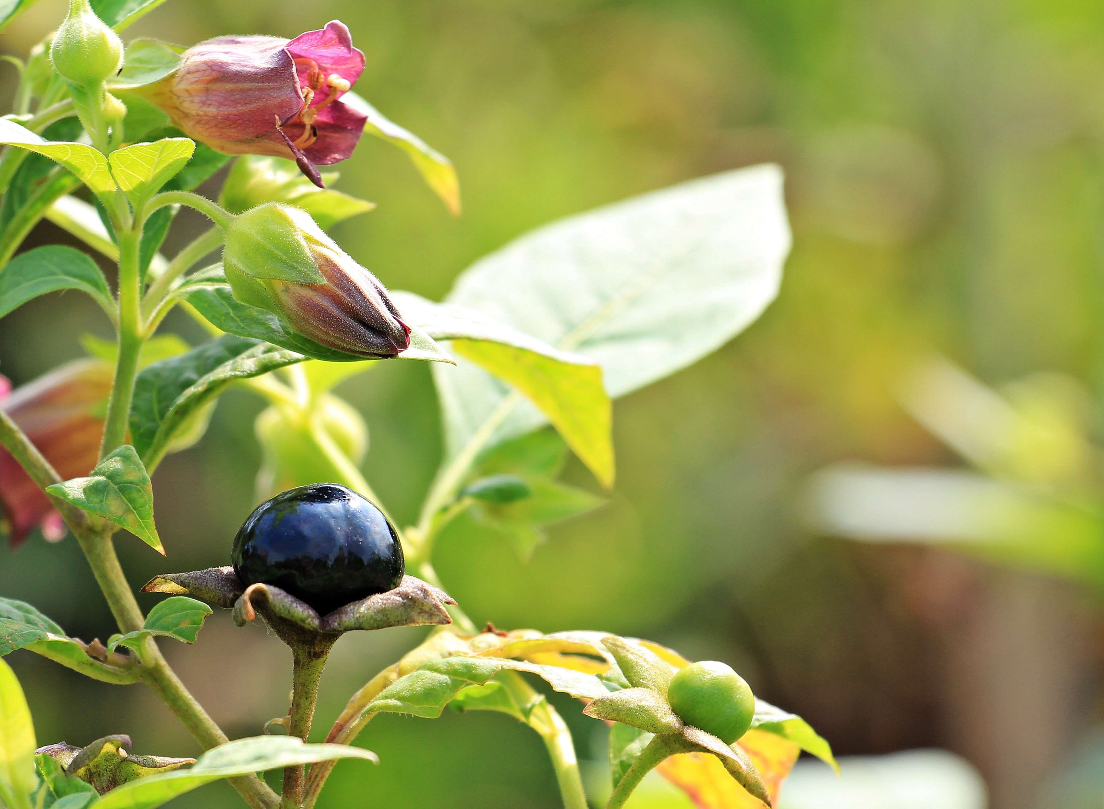 black, day, cherry, black belladonna, freshness, animal wildlife, beauty in nature, branches, no people, flowers, plant, close-up, bush, 4K, bud, perching, HD Wallpaper