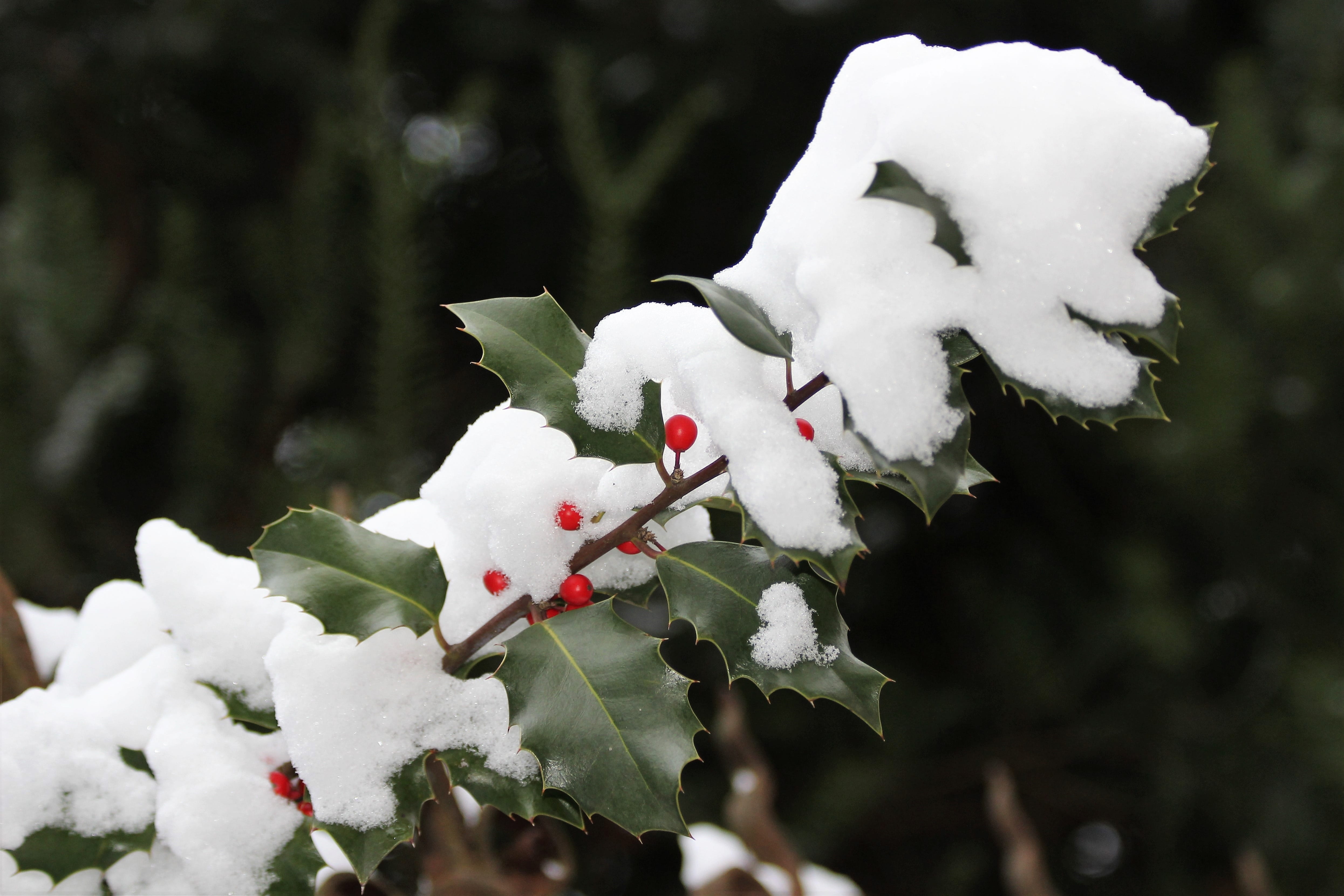 tree, outdoors, day, red berries, flower head, branch, nature, focus on foreground, christmas holly, outdoor, božikovina, no people, close-up, snow, freshness, HD Wallpaper