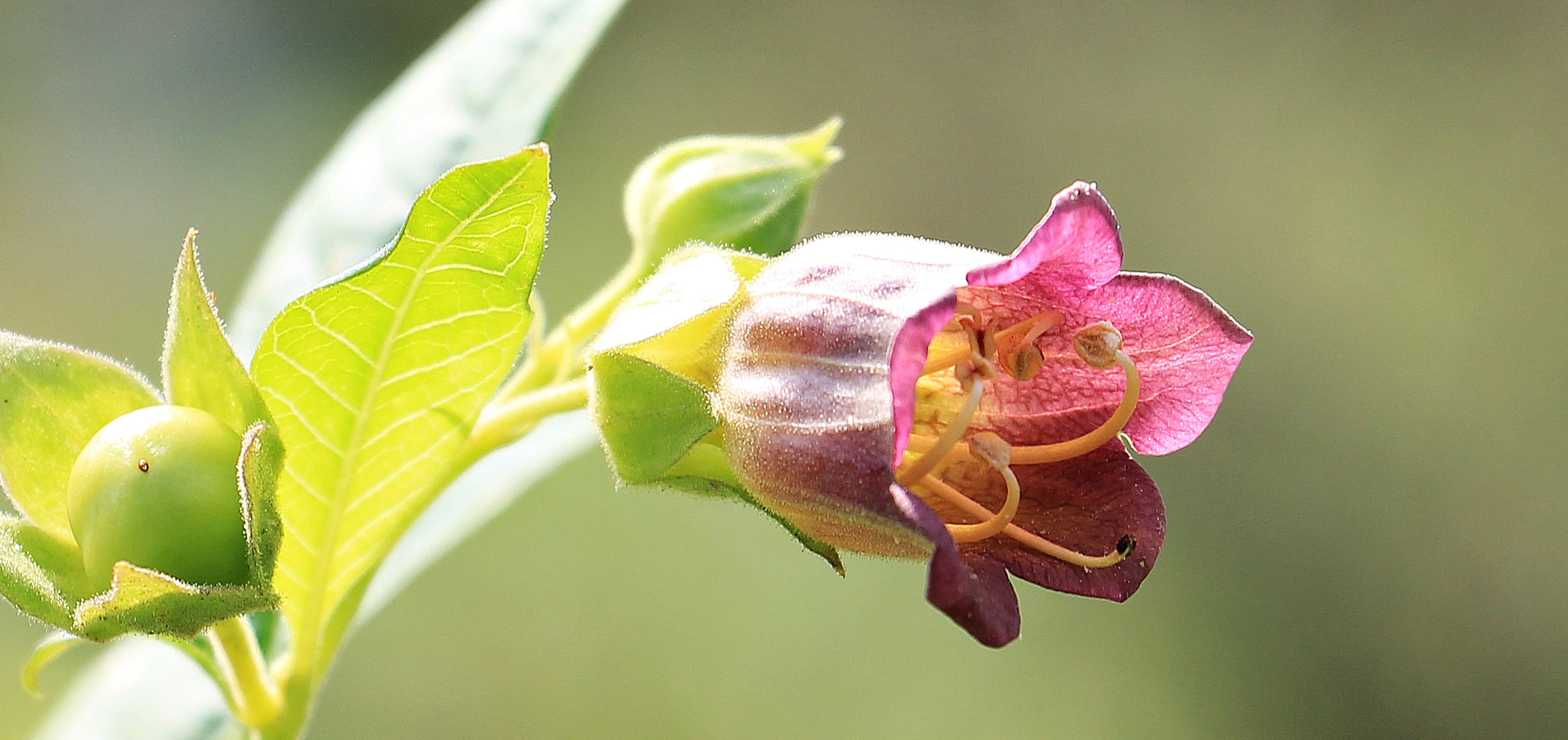 petal, animal, focus, green, branches, green berry, outdoors, growth, cherry, pink, animal themes, green belladonna, animals in the wild, orchid, toxic, HD Wallpaper