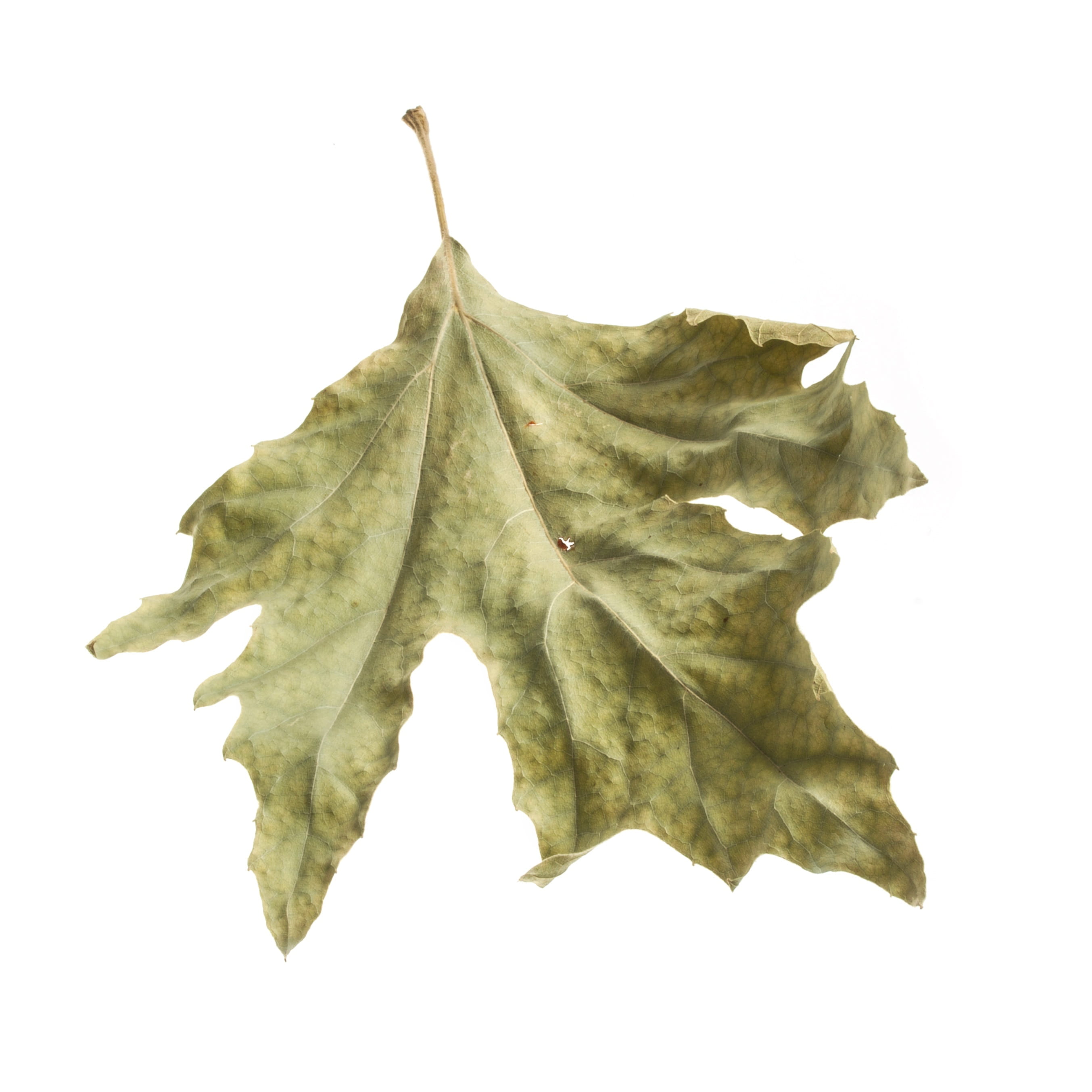 detail, white Background, copy space, Withered, dried, studio, Leaves, isolated On White, dry leaves, green, still life, leaf, plant part, studio shot, Phone HD Wallpaper