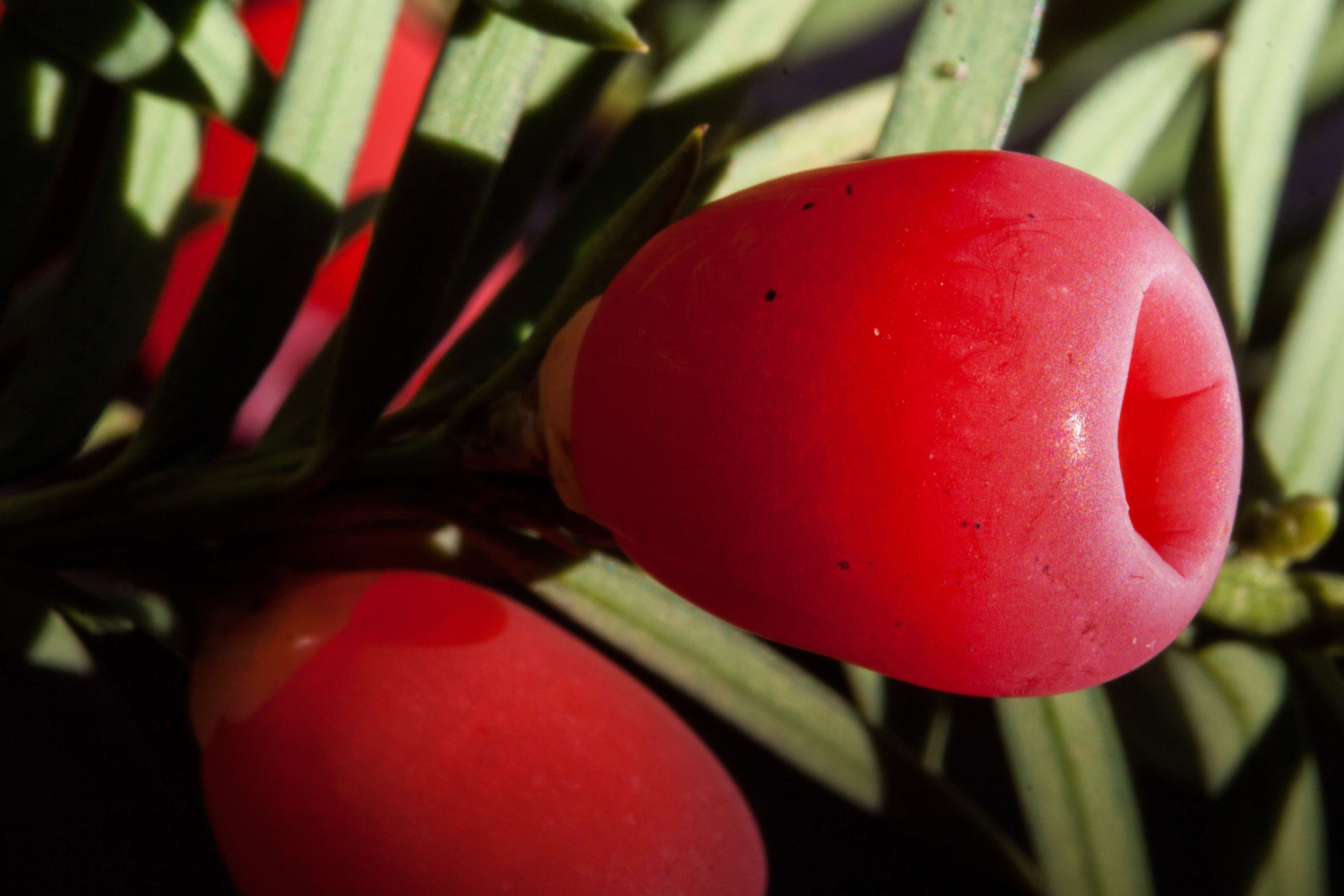 conifer, easter, healthy eating, food, green color, close-up, red, leaf, nature, fruit, growth, english yew, focus on foreground, no people, wellbeing, HD Wallpaper
