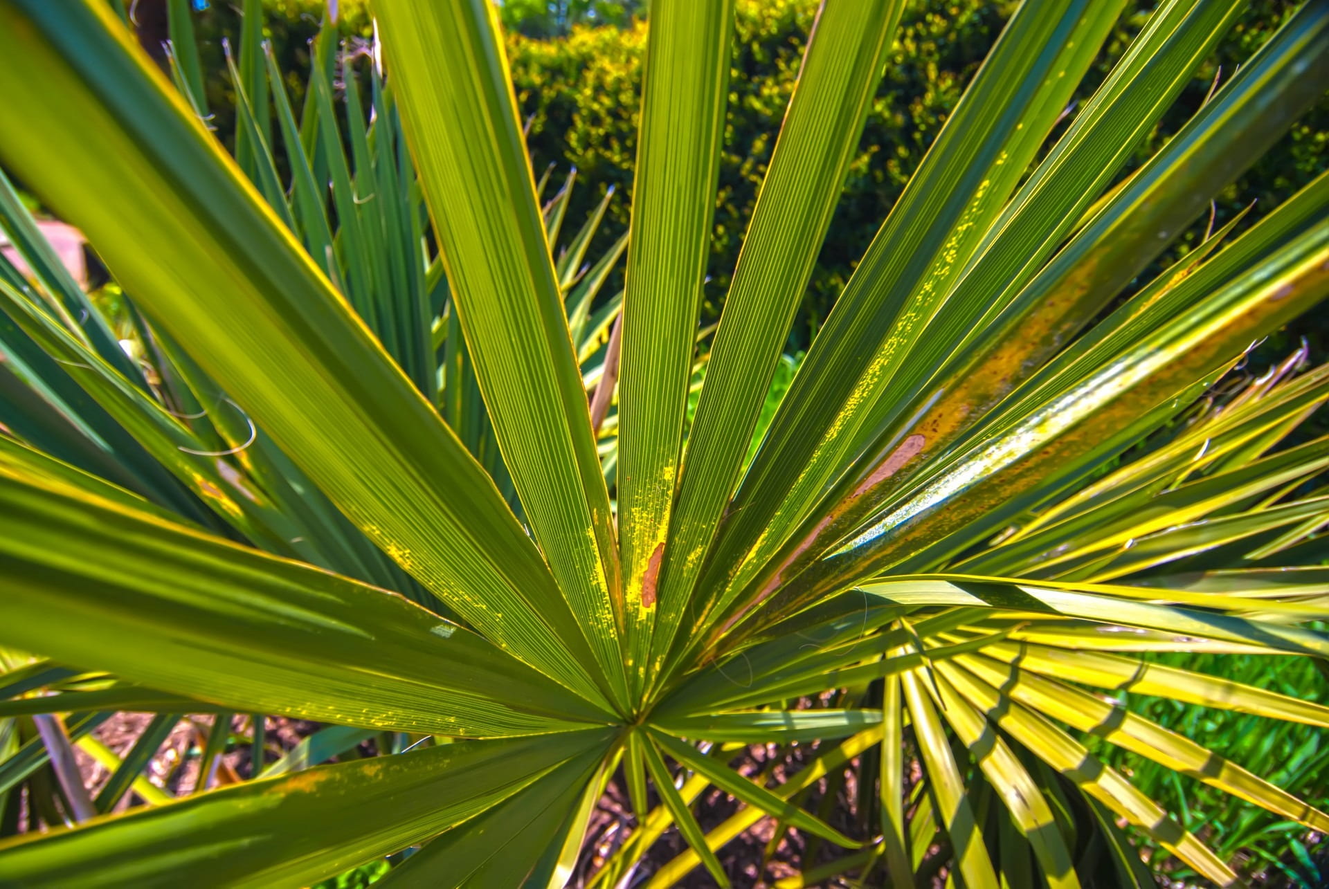 effects, leaf, backgrounds, nature, sunlight, growth, close-up, foliage, palm, object, botany, horizontal, no people, palm tree, light, pattern, tree, frond, HD Wallpaper