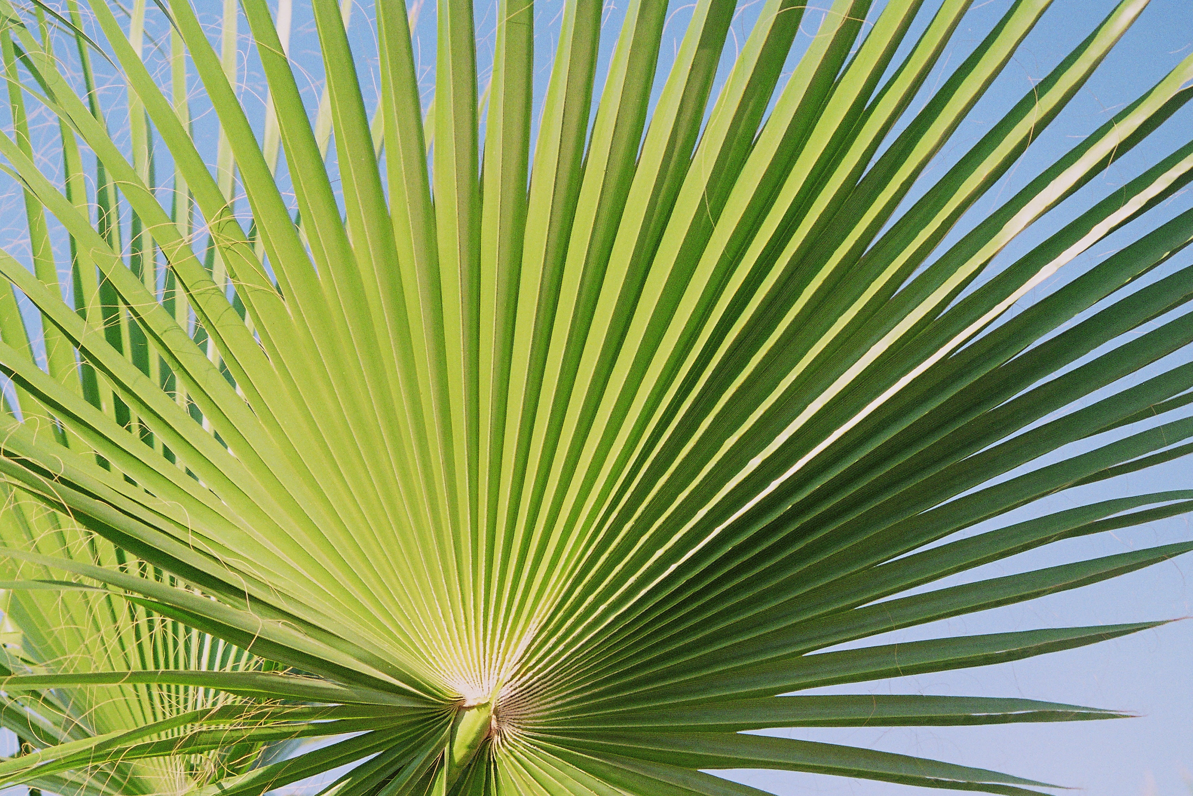 palmately divided, tropical Climate, tropical tree, palm leaf, plant, botany, palm Tree, nature, outdoors, rainforest, palm, full frame, beauty in nature, HD Wallpaper