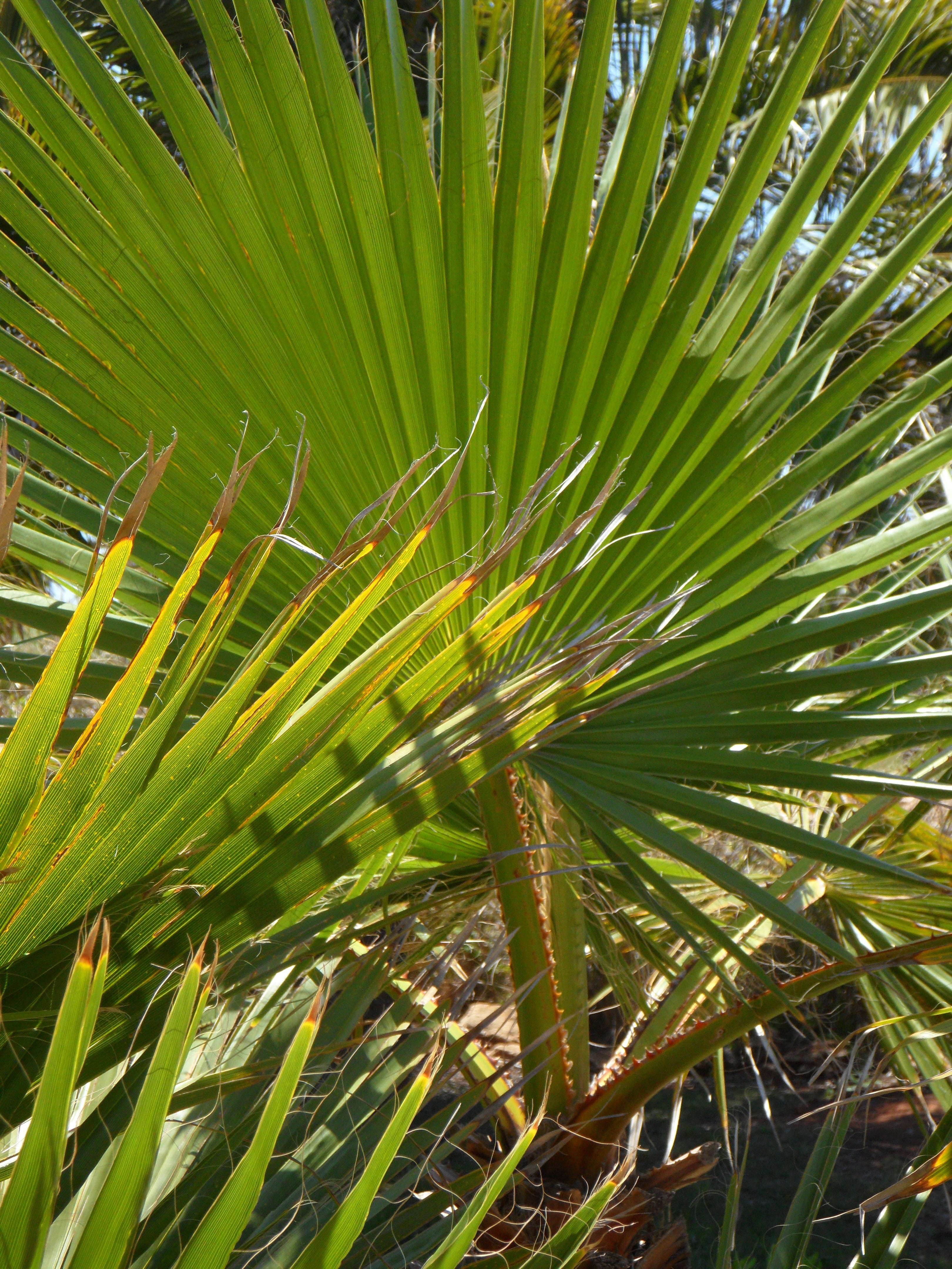 palm fronds, frond, plant part, coniferous tree, botany, palm, fan palm, outdoors, flora, no people, leaf, natural pattern, land, close-up, day, james, Phone HD Wallpaper