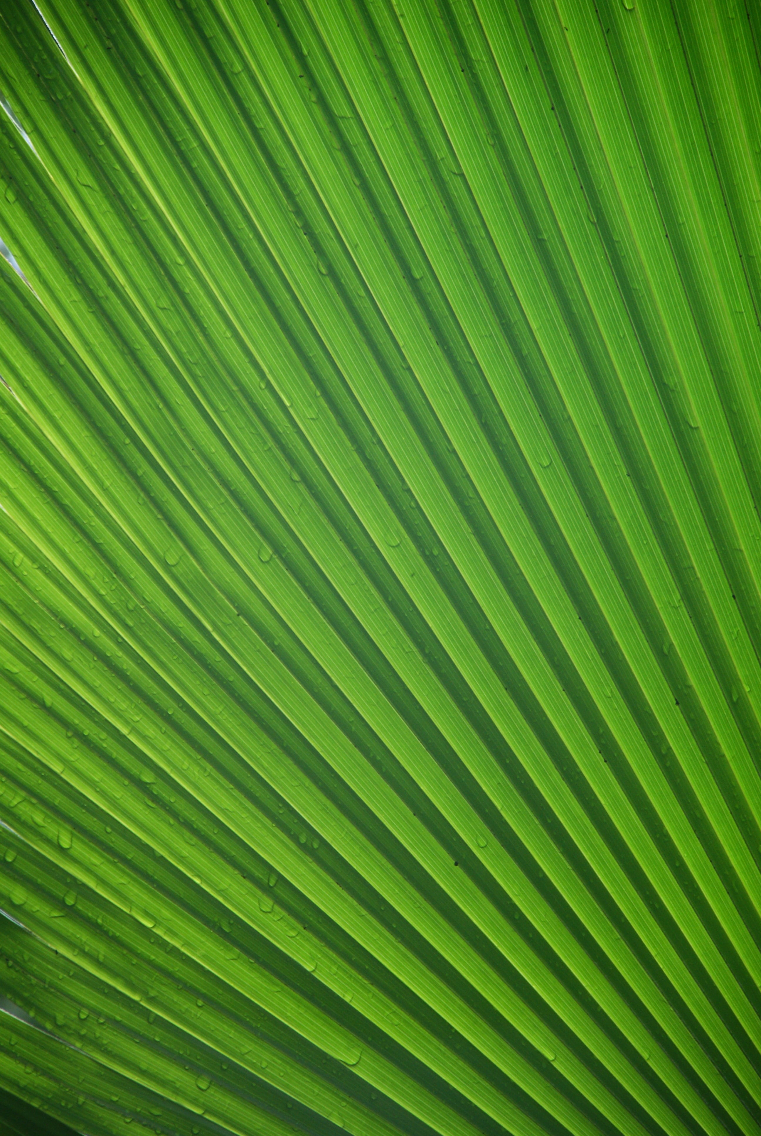 pattern, beauty in nature, rainforest, tree, tropical climate, tropical, backgrounds, growth, no people, 4K, leaf, plant, close, leaves, nature, exotic, Phone HD Wallpaper