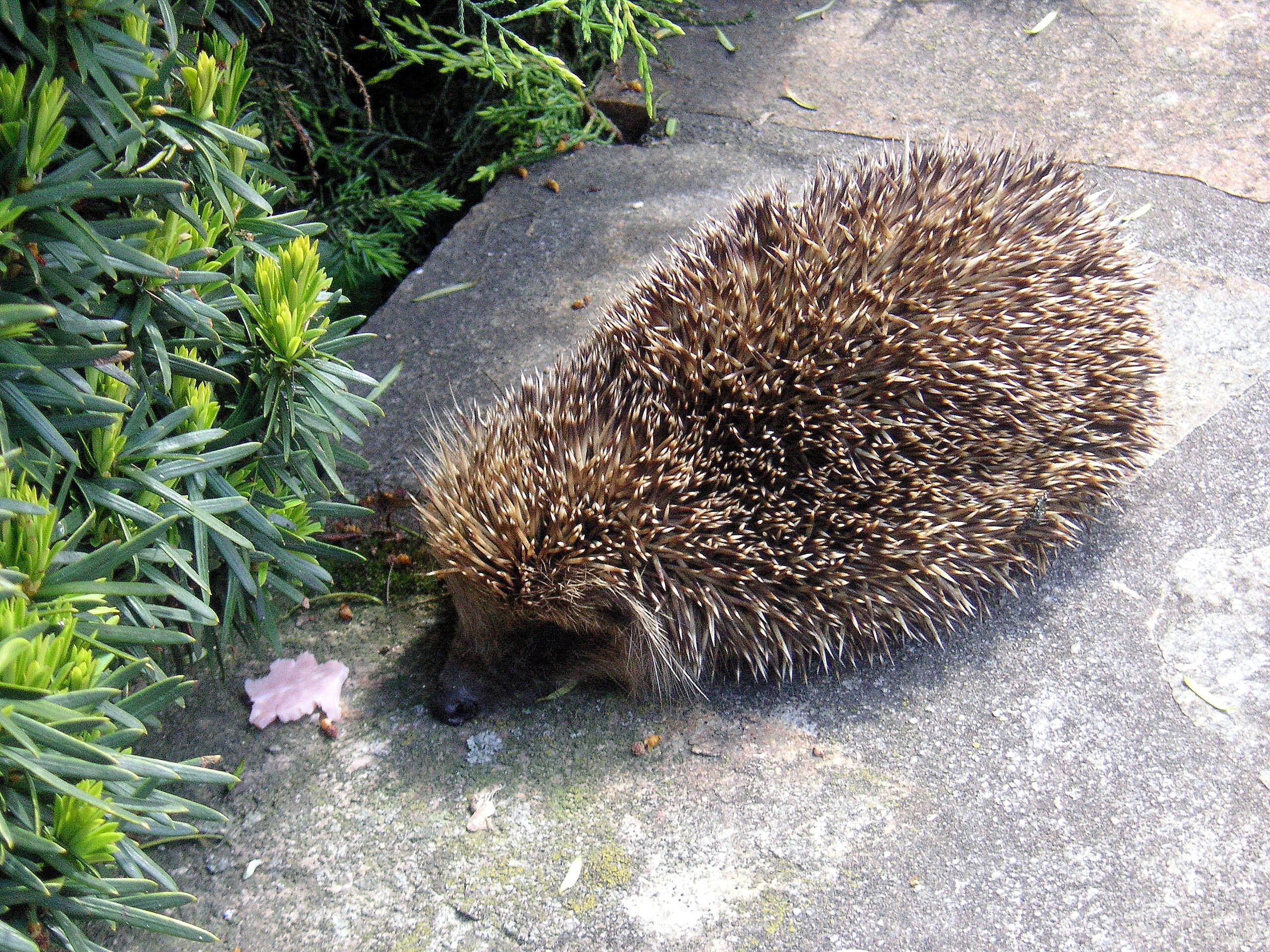 no people, land, sunlight, nature, animals, one animal, hedgehog, animals in the wild, high angle view, day, spiny, field, outdoors, spiked, 2K, animal themes, HD Wallpaper