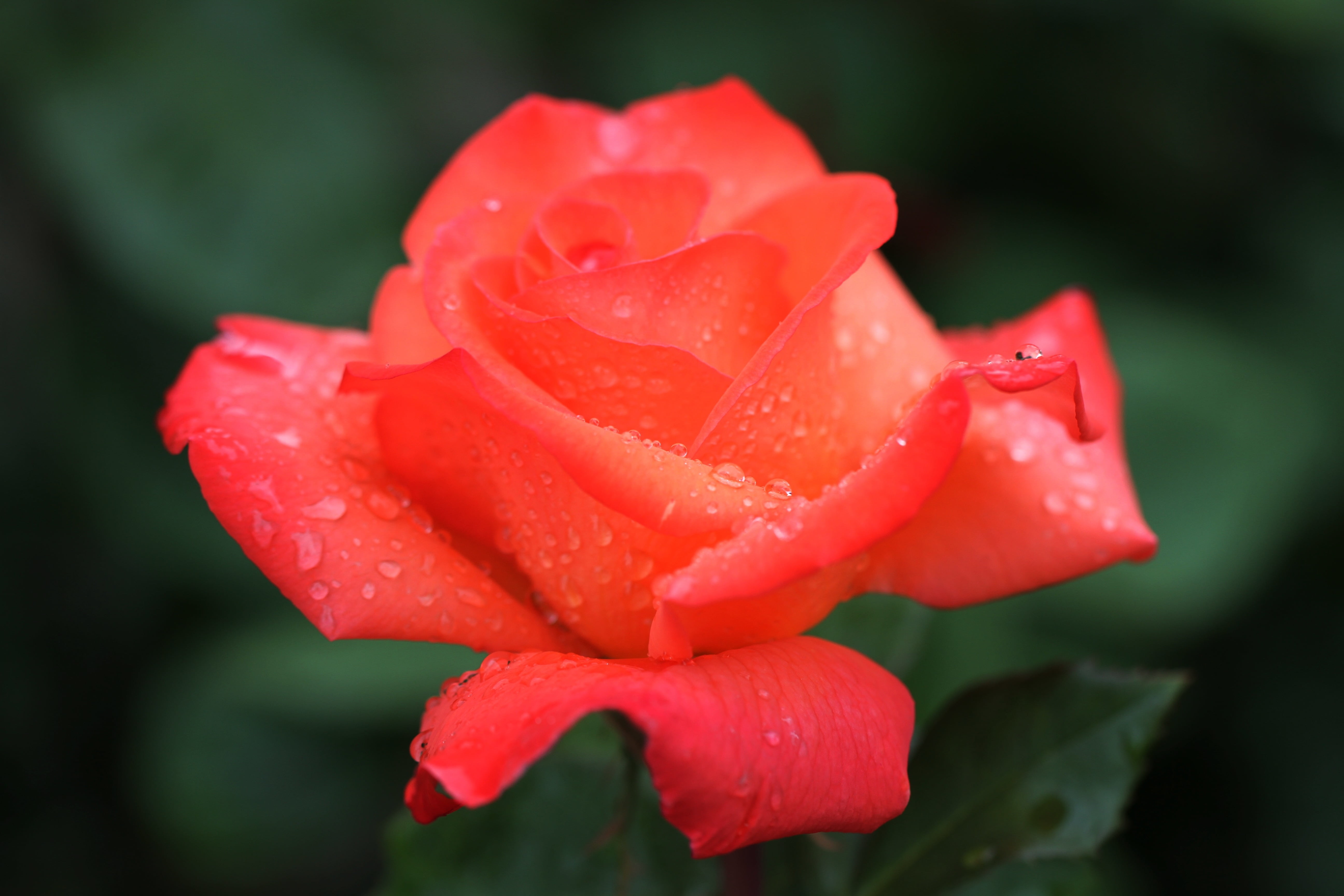 beauty, outdoors, rose blooms, water, close, rain, springtime, growth, petal, flower, vulnerability, blossom, beauty in nature, wet, no people, dew, bloom, HD Wallpaper