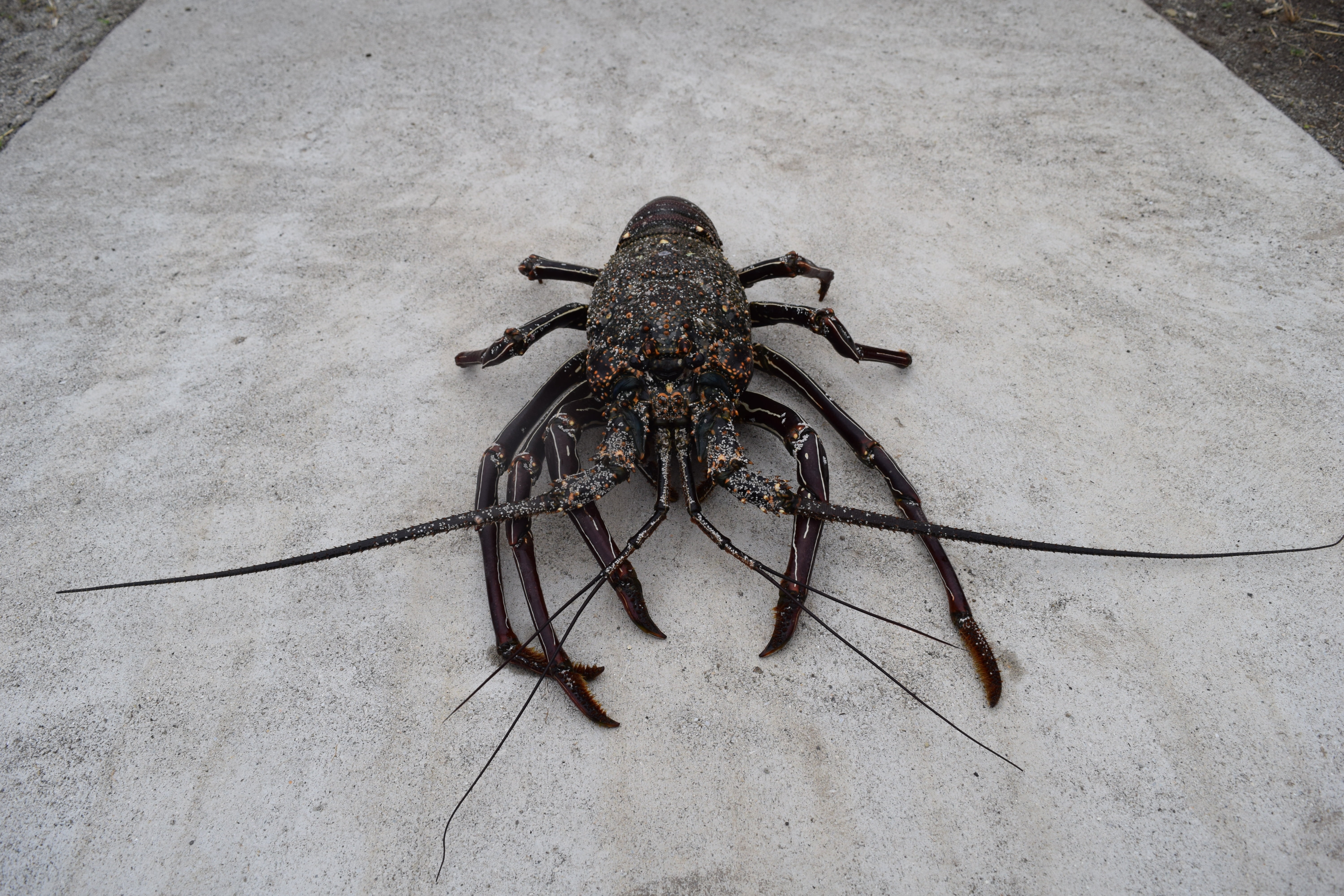 animals in the wild, animal wildlife, invertebrate, animal themes, one animal, 5K, outdoors, no people, arachnid, arthropod, zoology, nature, crustaceans, HD Wallpaper
