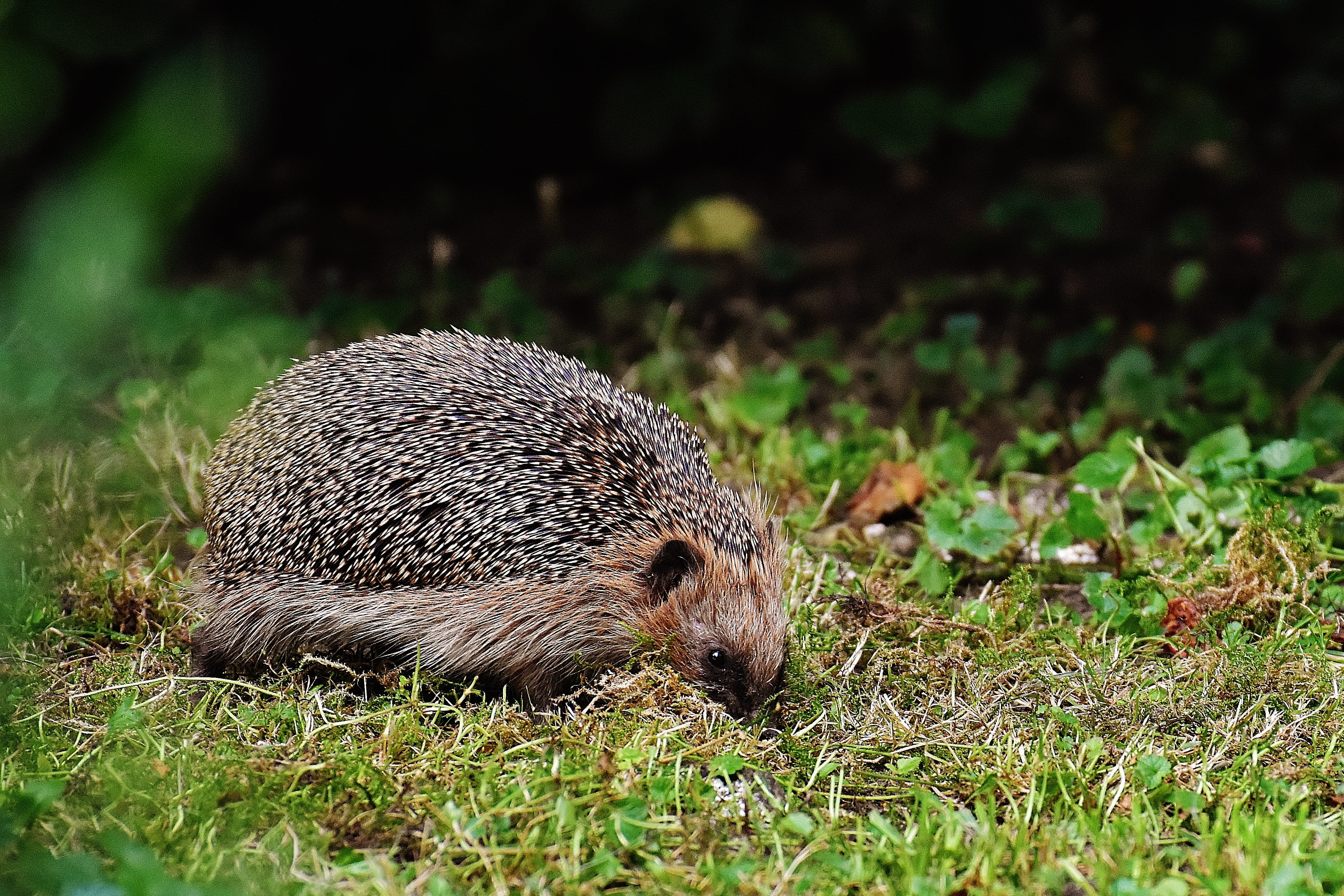 mammal, no people, cute, outdoors, brown, hedge, blur, animal world, rodent, wildlife, animal wildlife, grass, portrait, wild, field, nature, ecology, close-up, HD Wallpaper