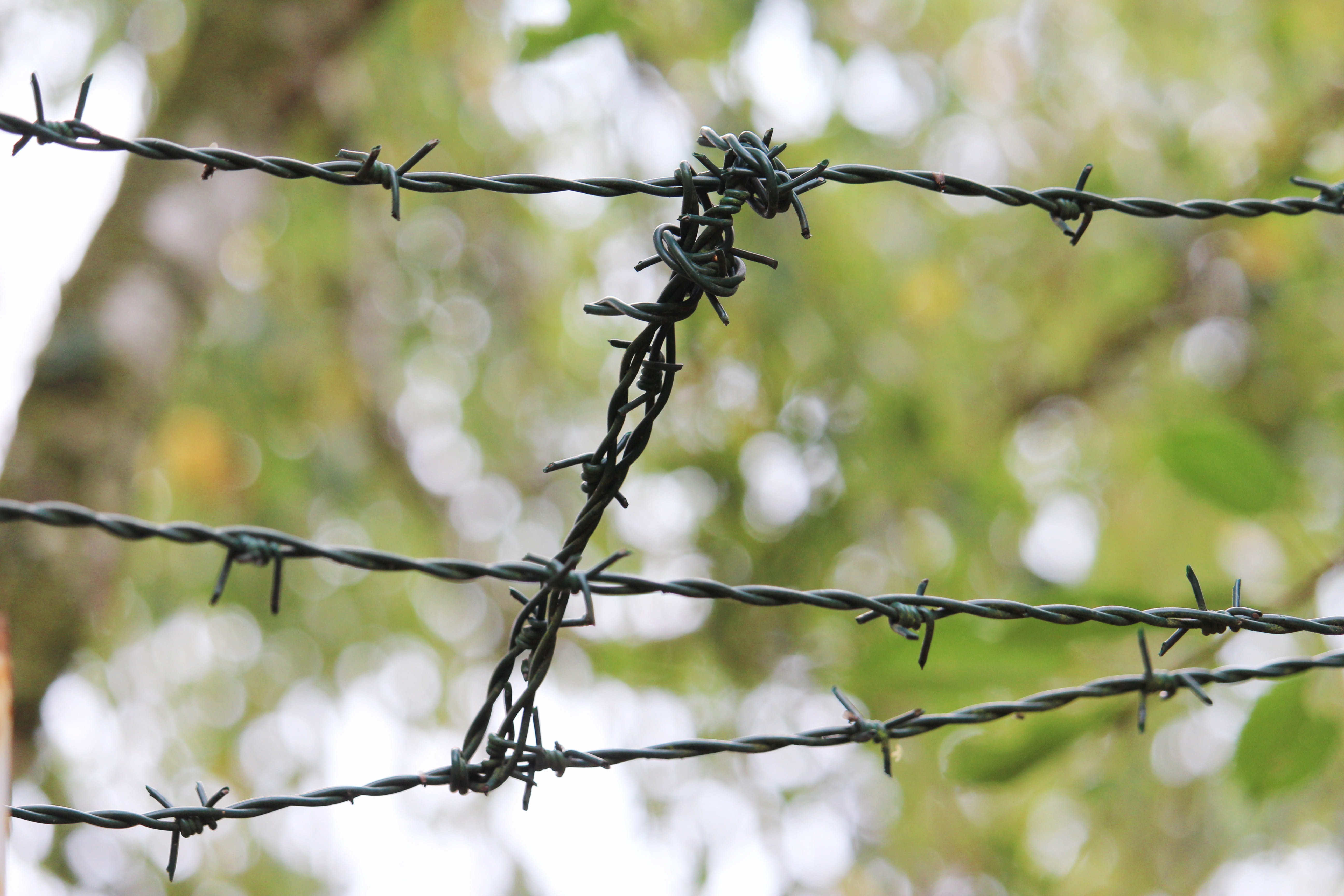 fence, spiny, demarcation, the safety of the, focus on foreground, barbed wire, sharp, communication, sign, nature, protection, fencing, security, warning sign, HD Wallpaper