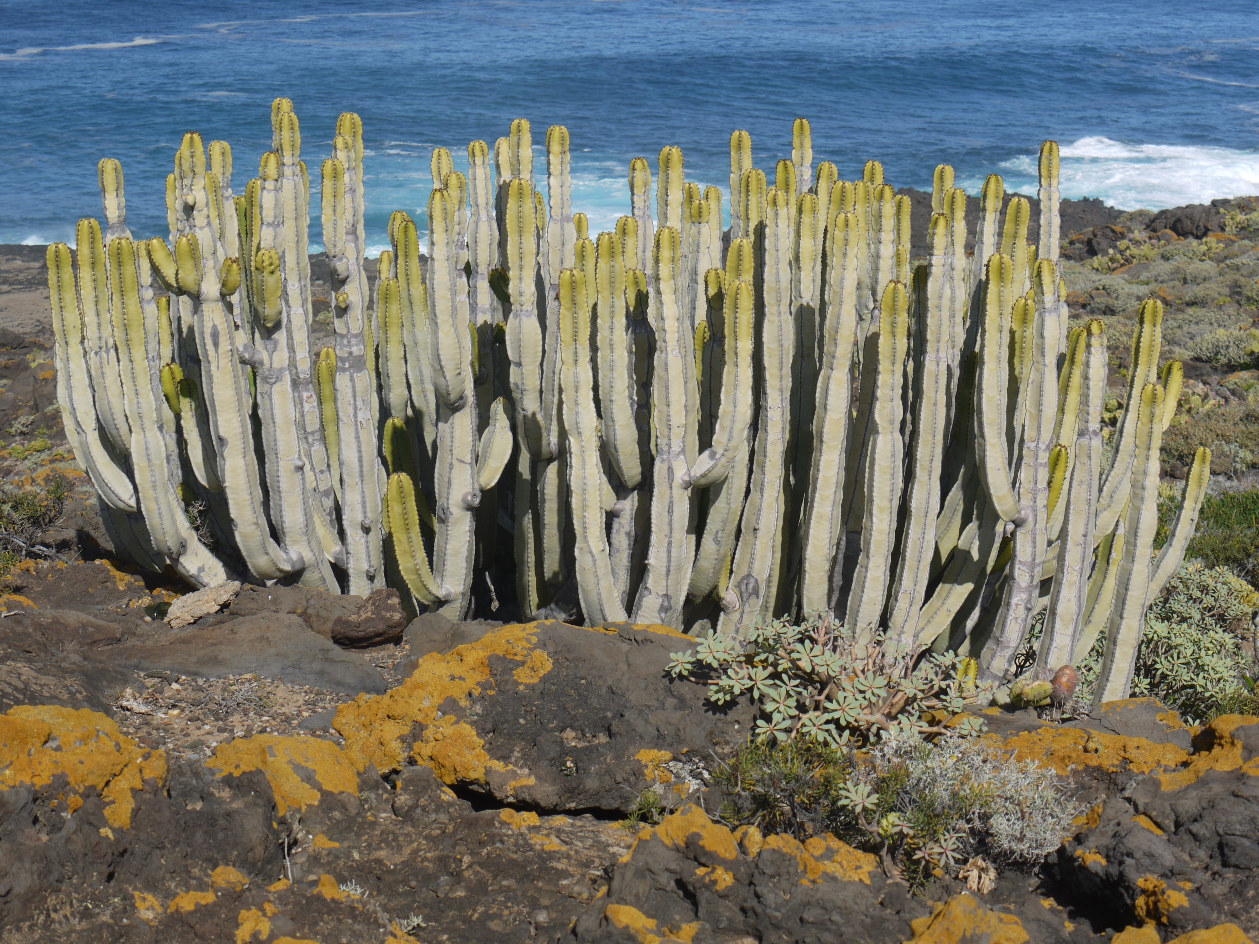 canary islands, cactus greenhouse, tranquil scene, similar to cacti, Tenerife, rock formation, spurge, sea, wood - material, Spurge Family, solid, nature, HD Wallpaper