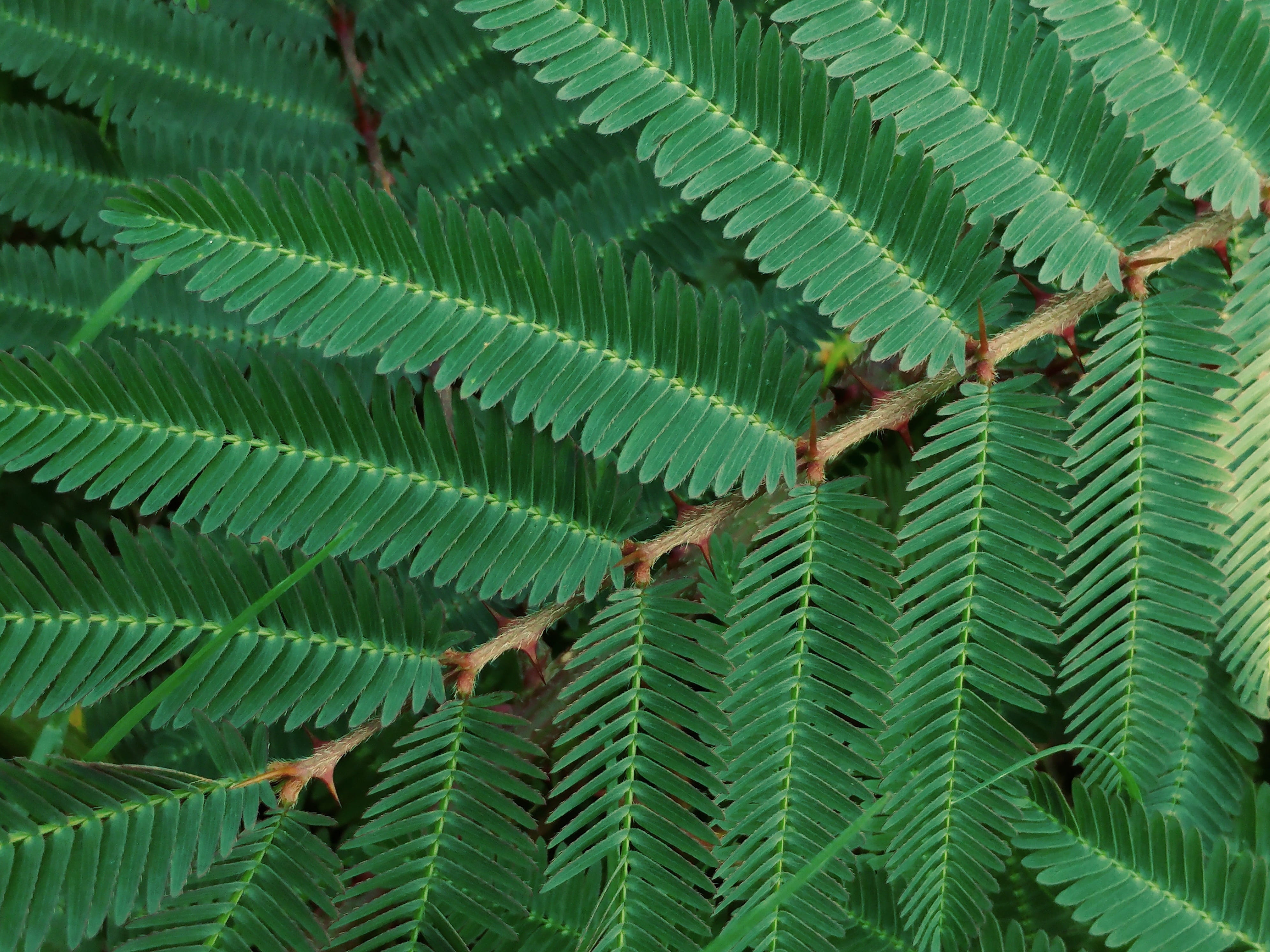 outdoors, leaves, prickly, beauty in nature, leaf, plant, flora, no people, backgrounds, natural pattern, green, closeup, plant part, close-up, tranquility, HD Wallpaper