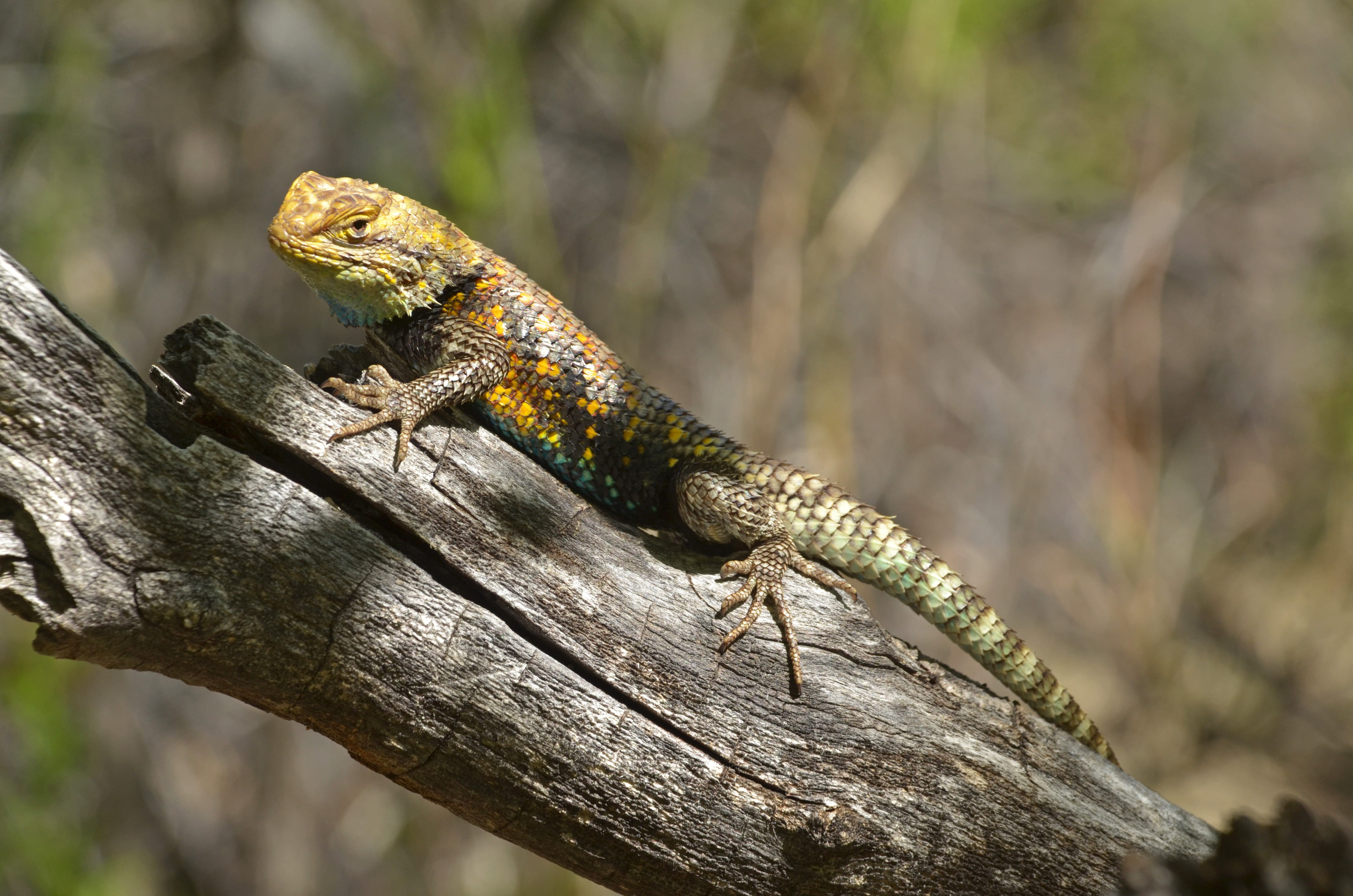 Wood, animals in the wild, looking away, animal head, outdoors, animal themes, macro, bearded dragon, outside, animal wildlife, 4K, close-up, no people, HD Wallpaper