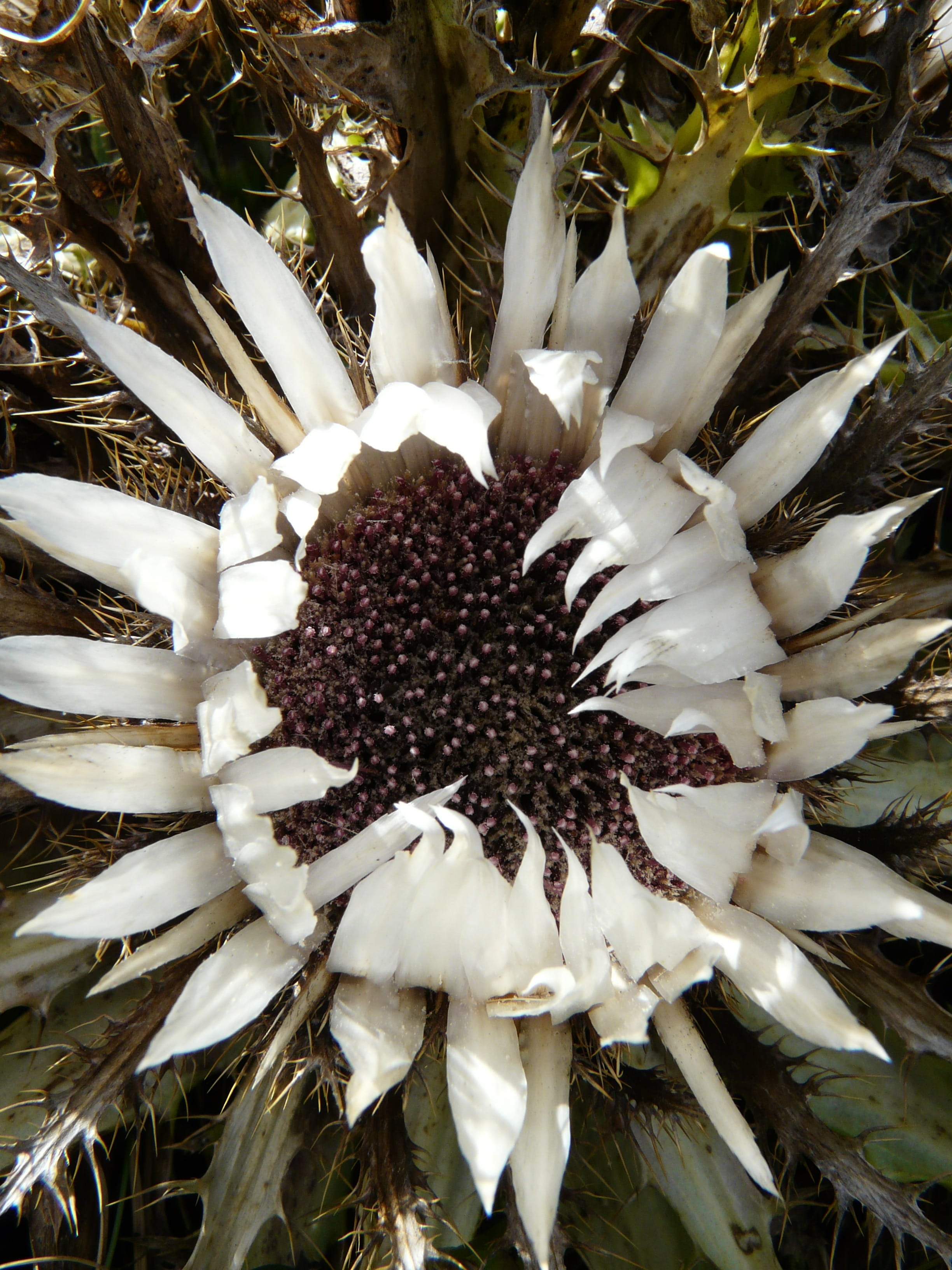 prickly, carlina acaulis, close-up, nature, flower, bloom, flower head, vulnerability, flora, freshness, thistle, 2K, outdoors, land, growth, white color, Phone HD Wallpaper