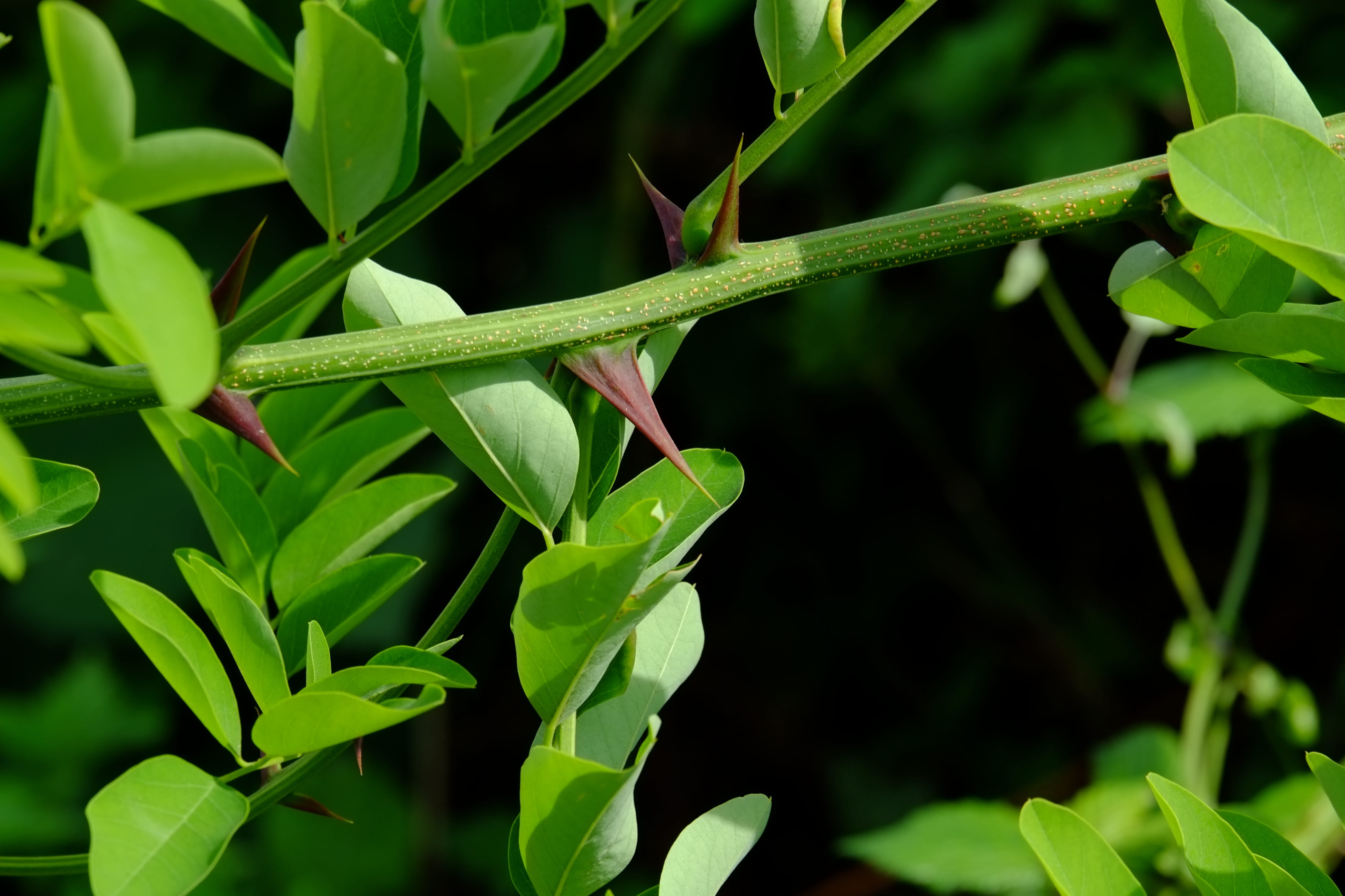 grass, animal themes, animal, spiny, plant, hedge, close up, spur, summer, beauty in nature, focus on foreground, branch, outdoors, blade of grass, long thorns, HD Wallpaper