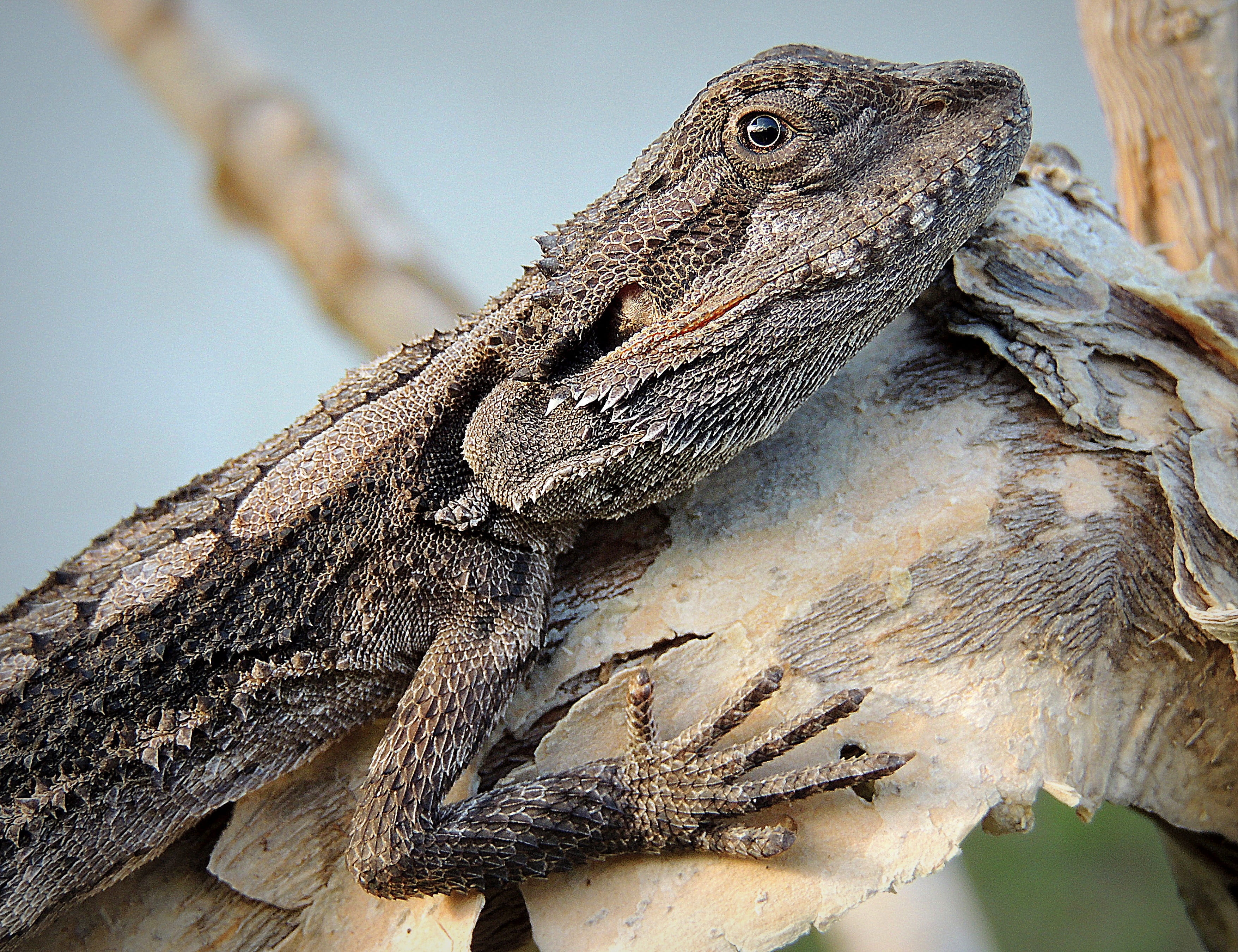 animal body part, animal wildlife, focus on foreground, close-up, reptile, profile view, macro, vertebrate, bearded dragon, animal scale, lizard, spiny, HD Wallpaper