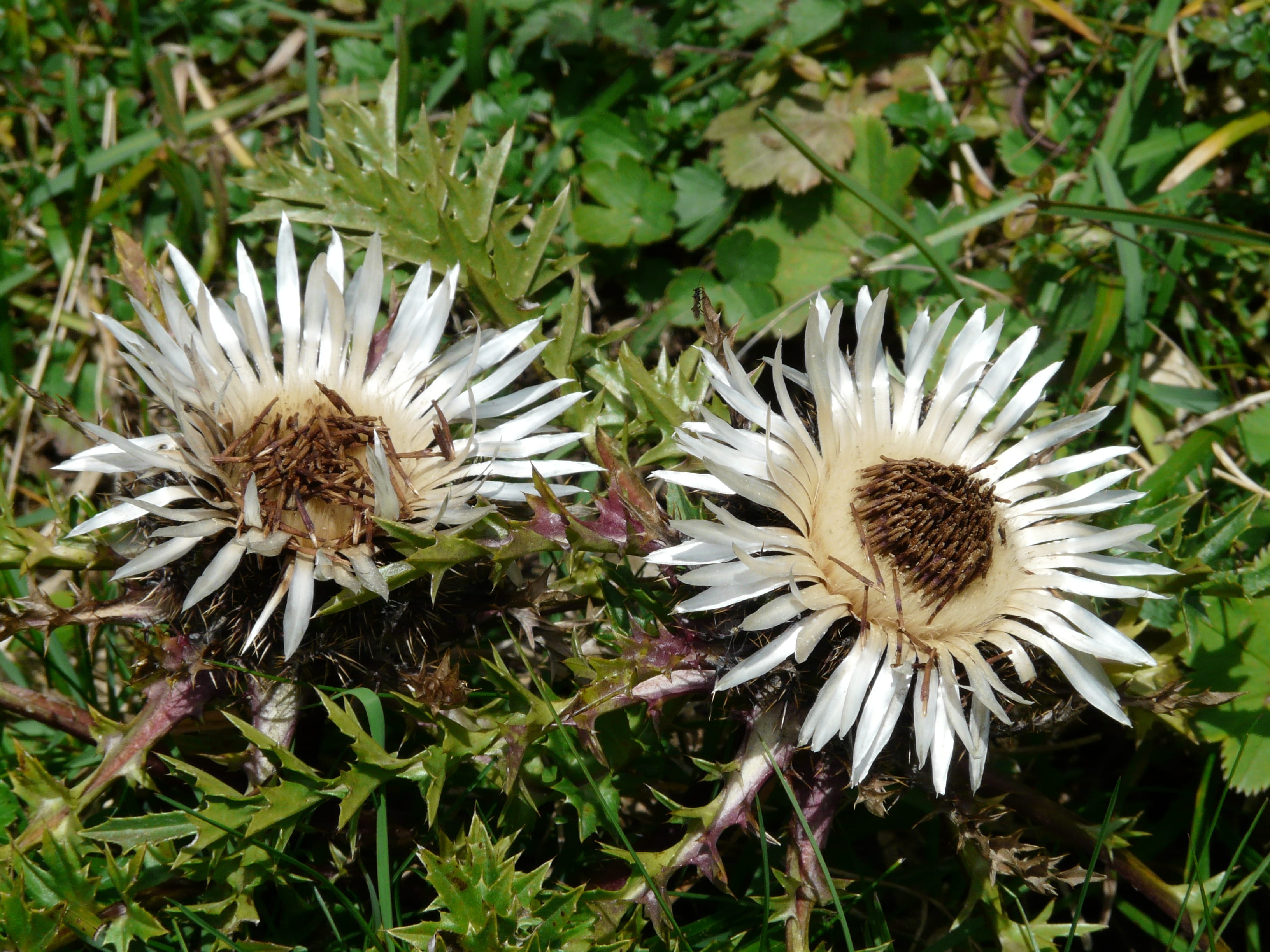 2K, flower, plant, thistle, white color, focus on foreground, beauty in nature, flower head, nature, spiny, flora, petal, meadow, wilted plant, flowering plant, HD Wallpaper
