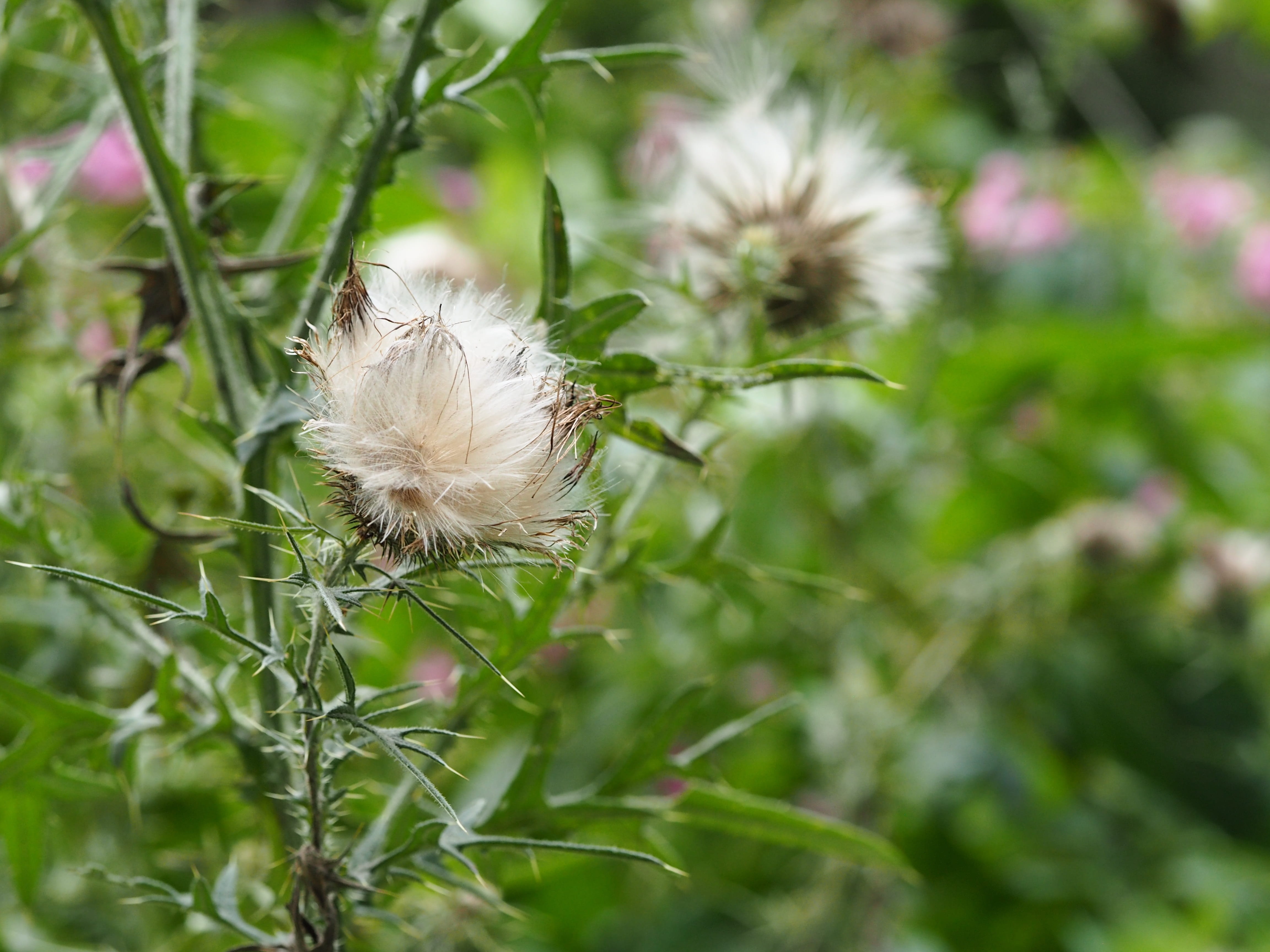inflorescence, macro, barb, close-up, green, nature, growth, hook, flora, dandelion seed, green color, climbing thistle, plant, flowering plant, stick, HD Wallpaper