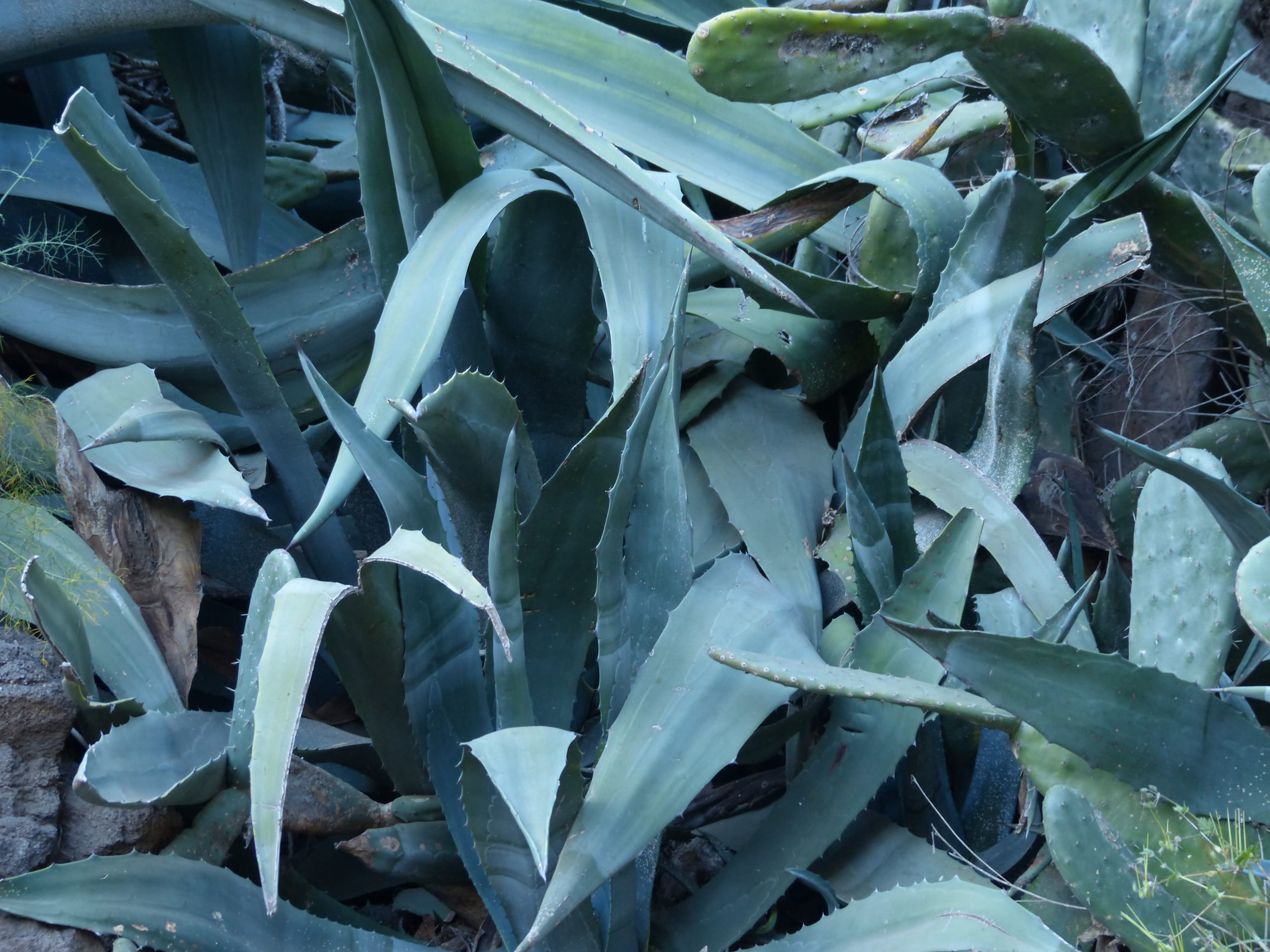 high angle view, close-up, growth, aloe, agave, field, cactus, green color, leaves, plant part, full frame, prickly, day, beauty in nature, nature, leaf, HD Wallpaper