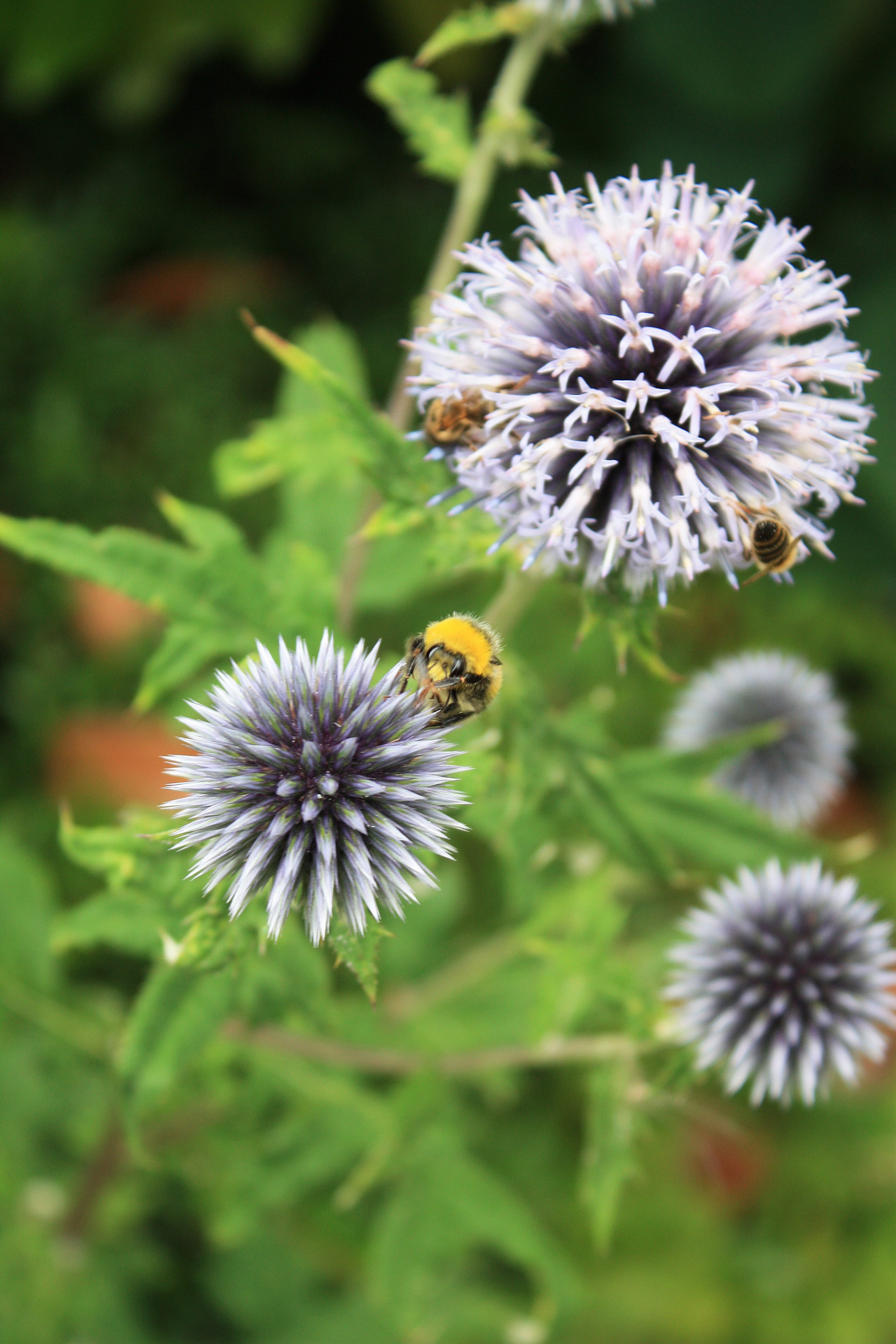 pollination, 4K, purple, beauty in nature, inflorescence, petal, animal, outdoors, no people, animals in the wild, flowering plant, animal wildlife, spiny, Phone HD Wallpaper