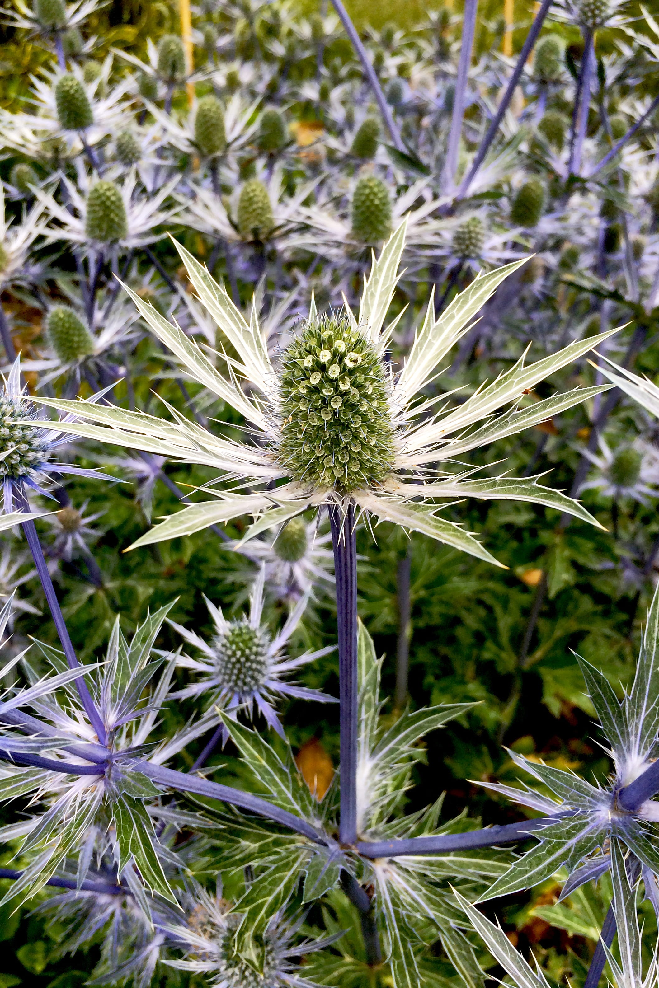 freshness, prickle, thistle, flower head, flower, texture, close-up, outdoors, flowering plant, plant, wild, focus on foreground, spiny, 2K, field, beauty in nature, Phone HD Wallpaper