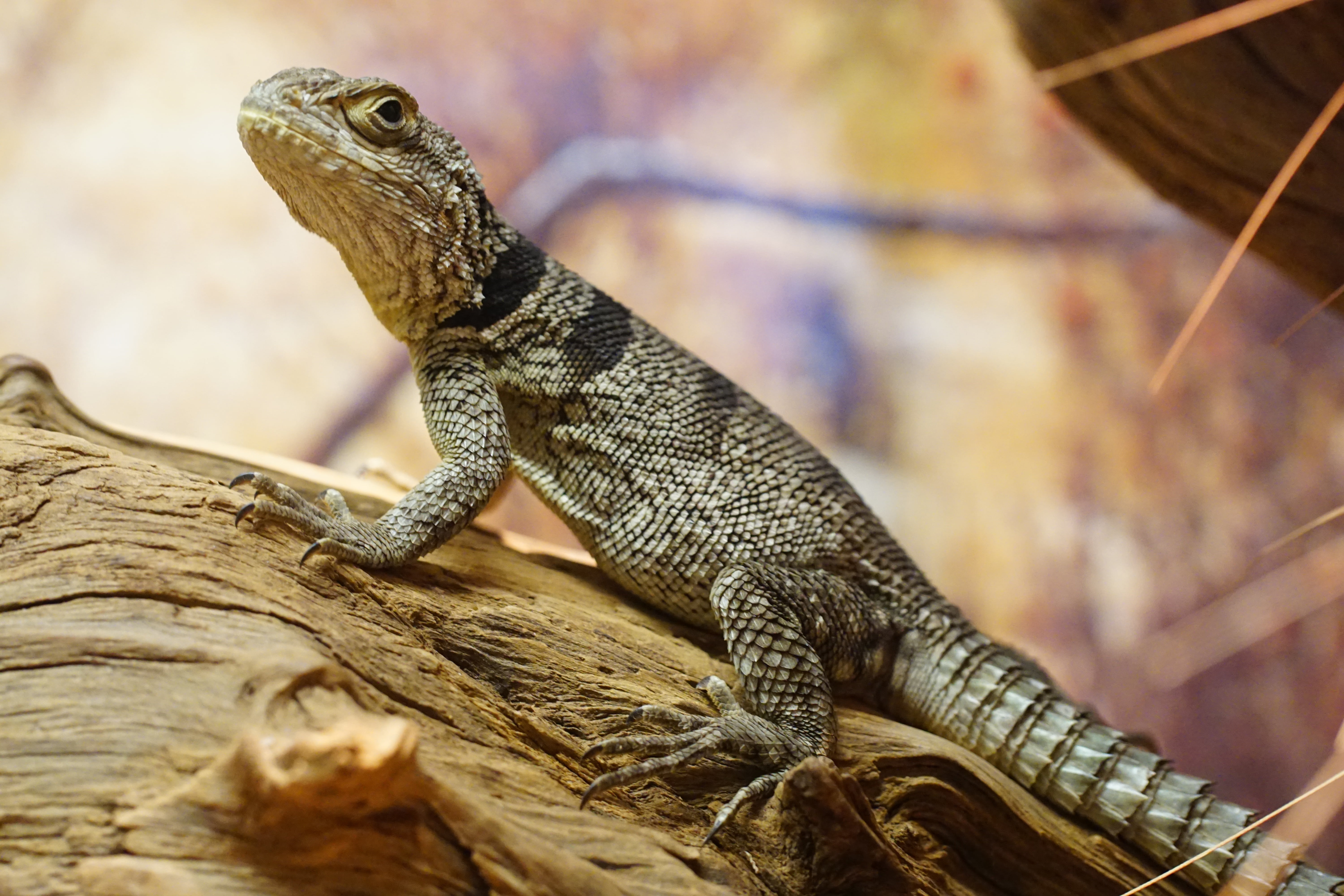 animal, tree, tree trunk, oplurus cyclurus, profile view, close-up, no people, lizard, animal scale, animals in the wild, one animal, nature, animal themes, HD Wallpaper