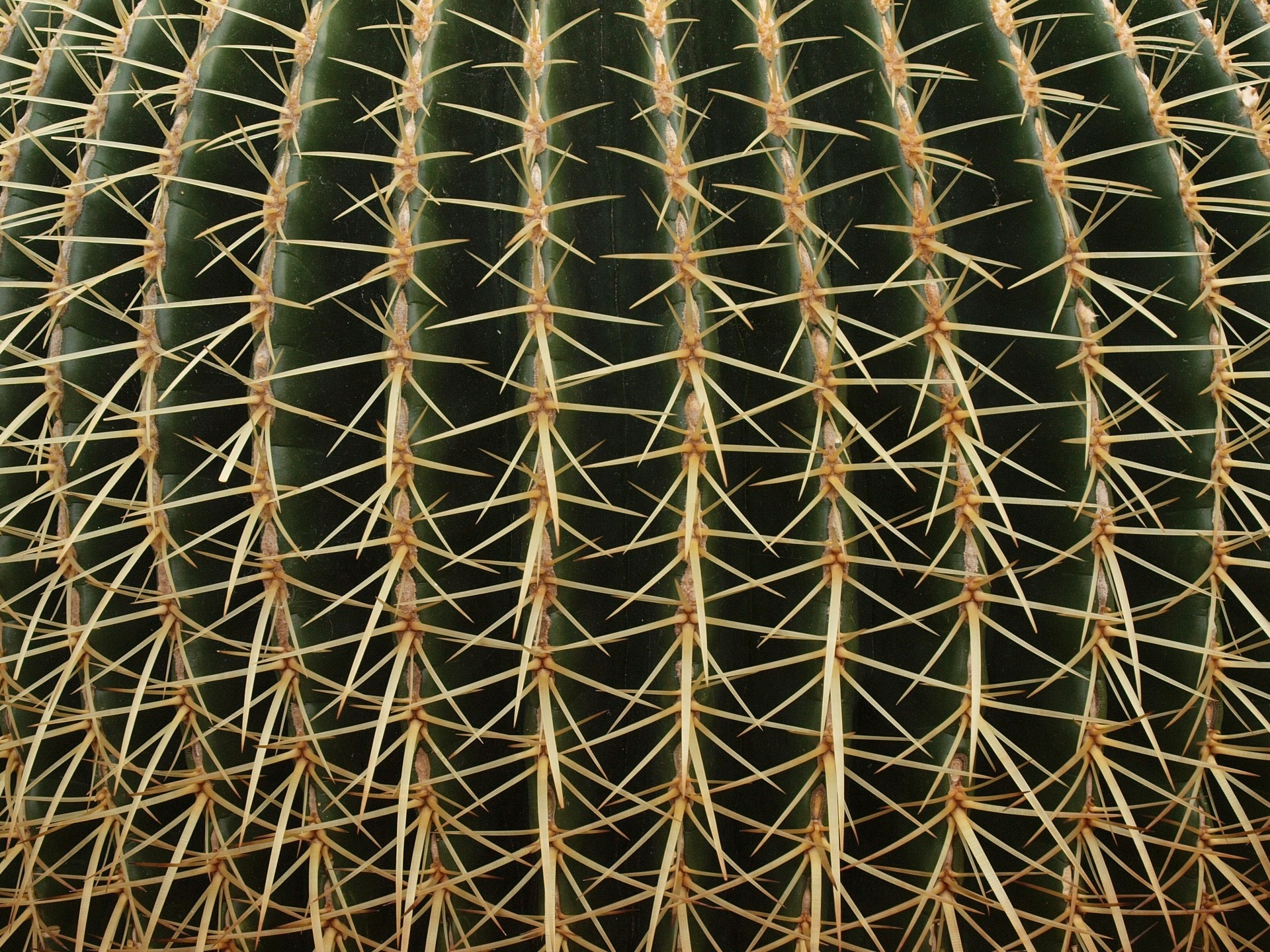 desert, roof, gold colored, plant, repetition, abstract, textured, cactus, pattern, texture, outdoors, spines, architecture, crisscross, design, nature, HD Wallpaper