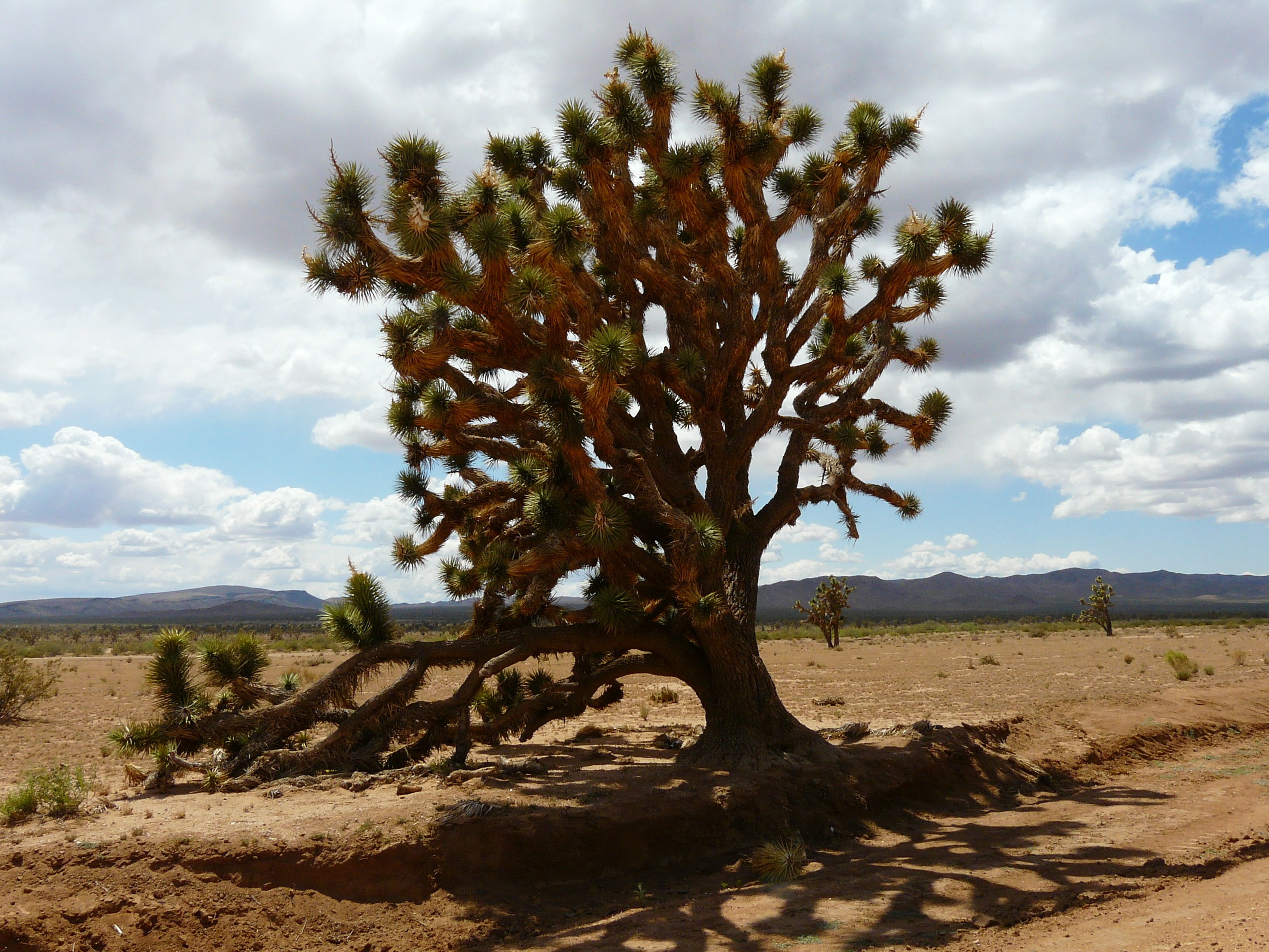 mountain, field, yucca, desert, semi-arid, sky, beauty in nature, national park, prickly, non-urban scene, joshua tree, day, flora, growth, landscape, 2K, HD Wallpaper