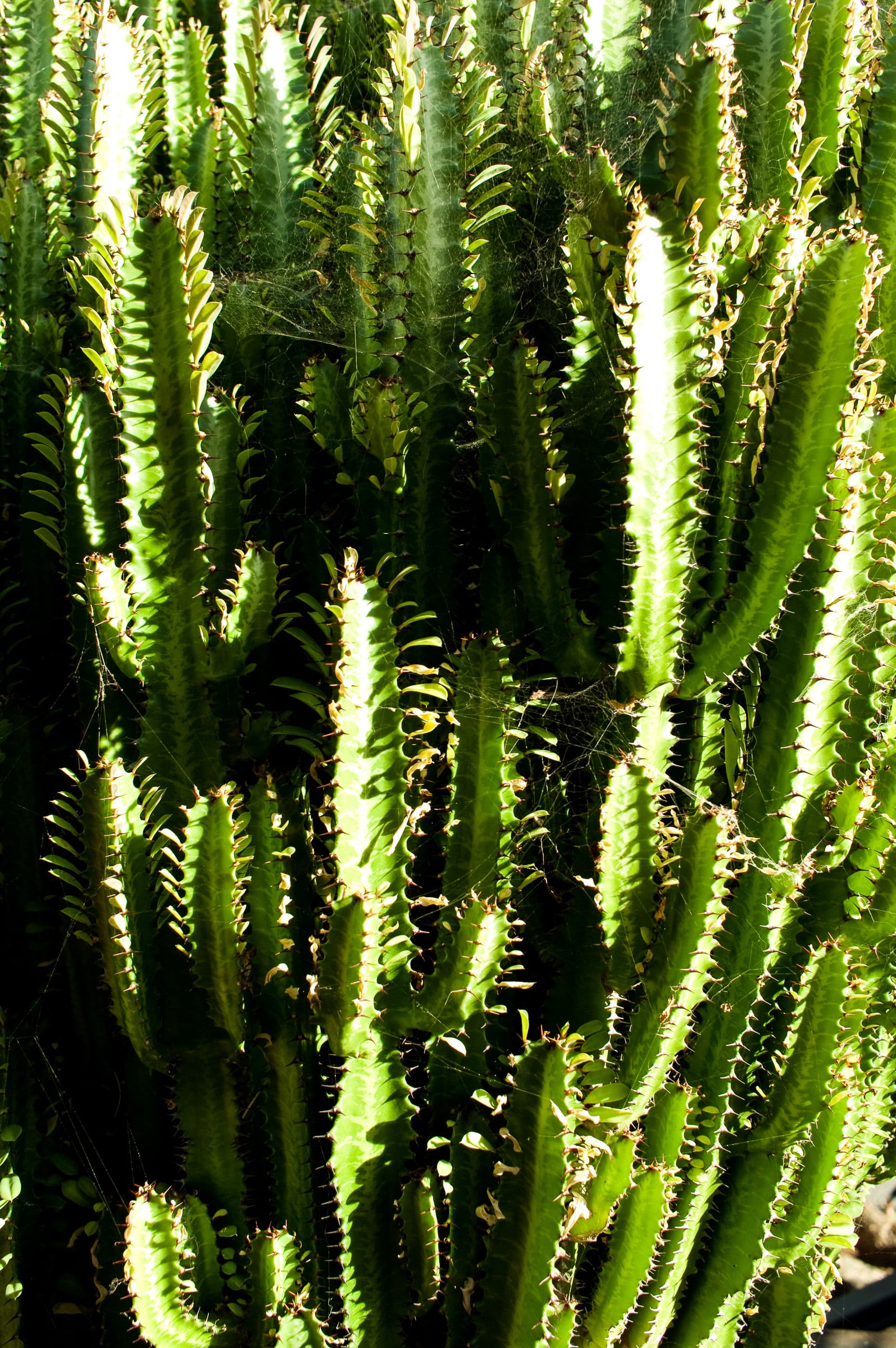 botany, sunlight, thorn, no people, spiky, plant, tranquility, sharp, outdoors, spiked, close-up, spiny, full frame, beauty in nature, day, succulent plant, Phone HD Wallpaper