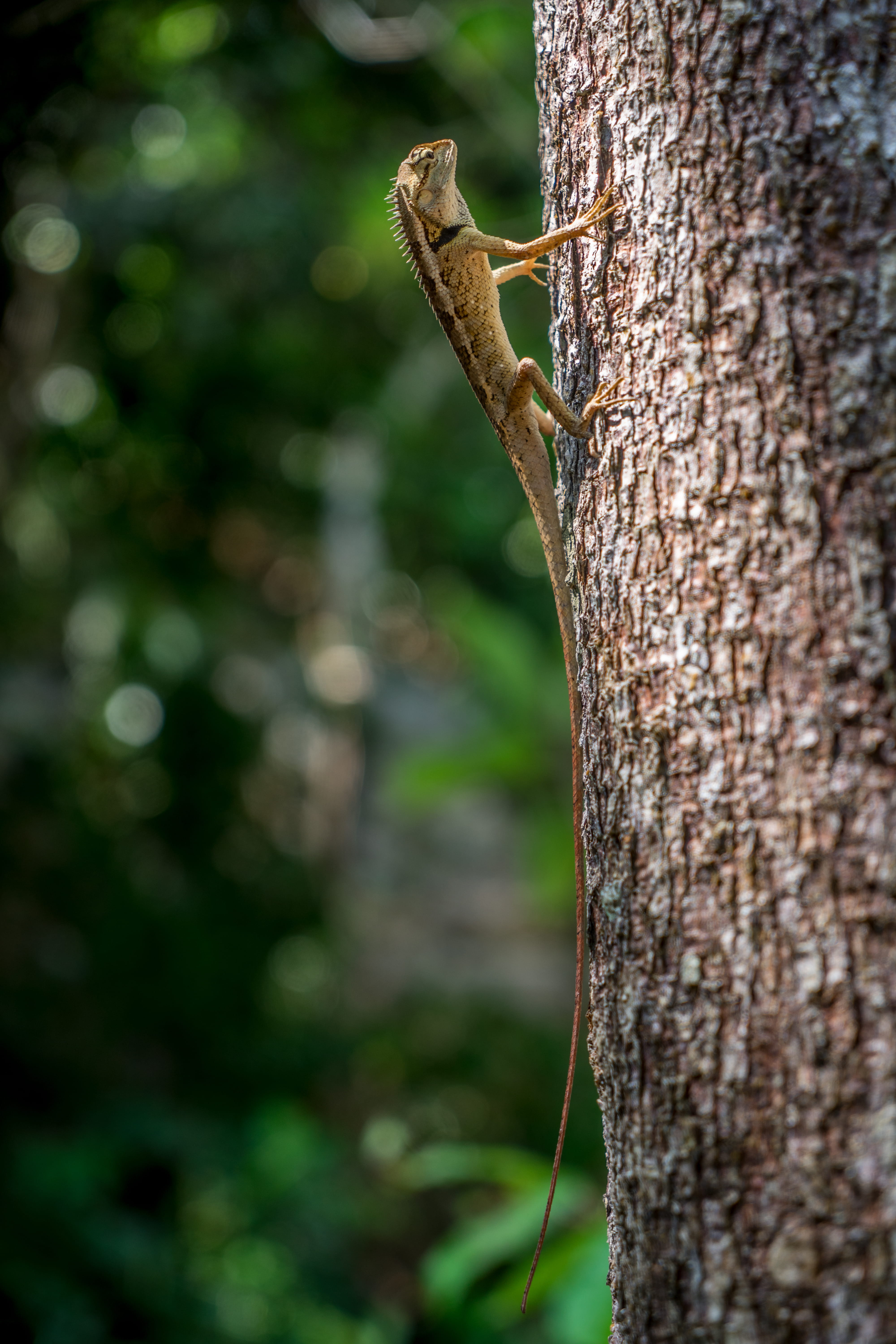 animal, lizzard, climbing, focus on foreground, lizard, tree trunk, animal themes, plant, selective, focus, 5K, invertebrate, iguana, outdoors, selective focus, Phone HD Wallpaper