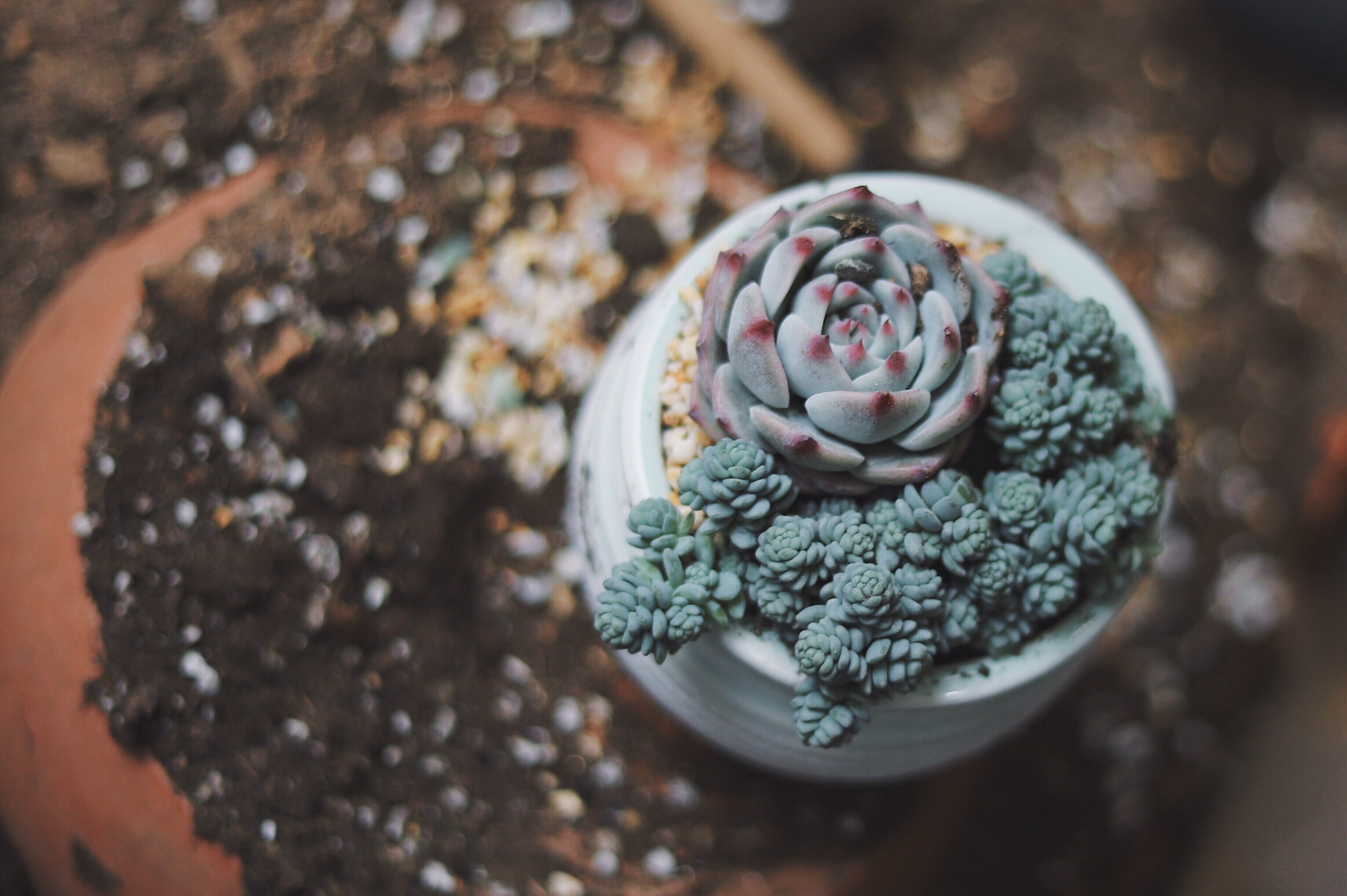 sweet food, high angle view, food, freshness, day, close-up, indulgence, photo, ready-to-eat, temptation, close, fruit, potted plant, indoors, interior plant, HD Wallpaper