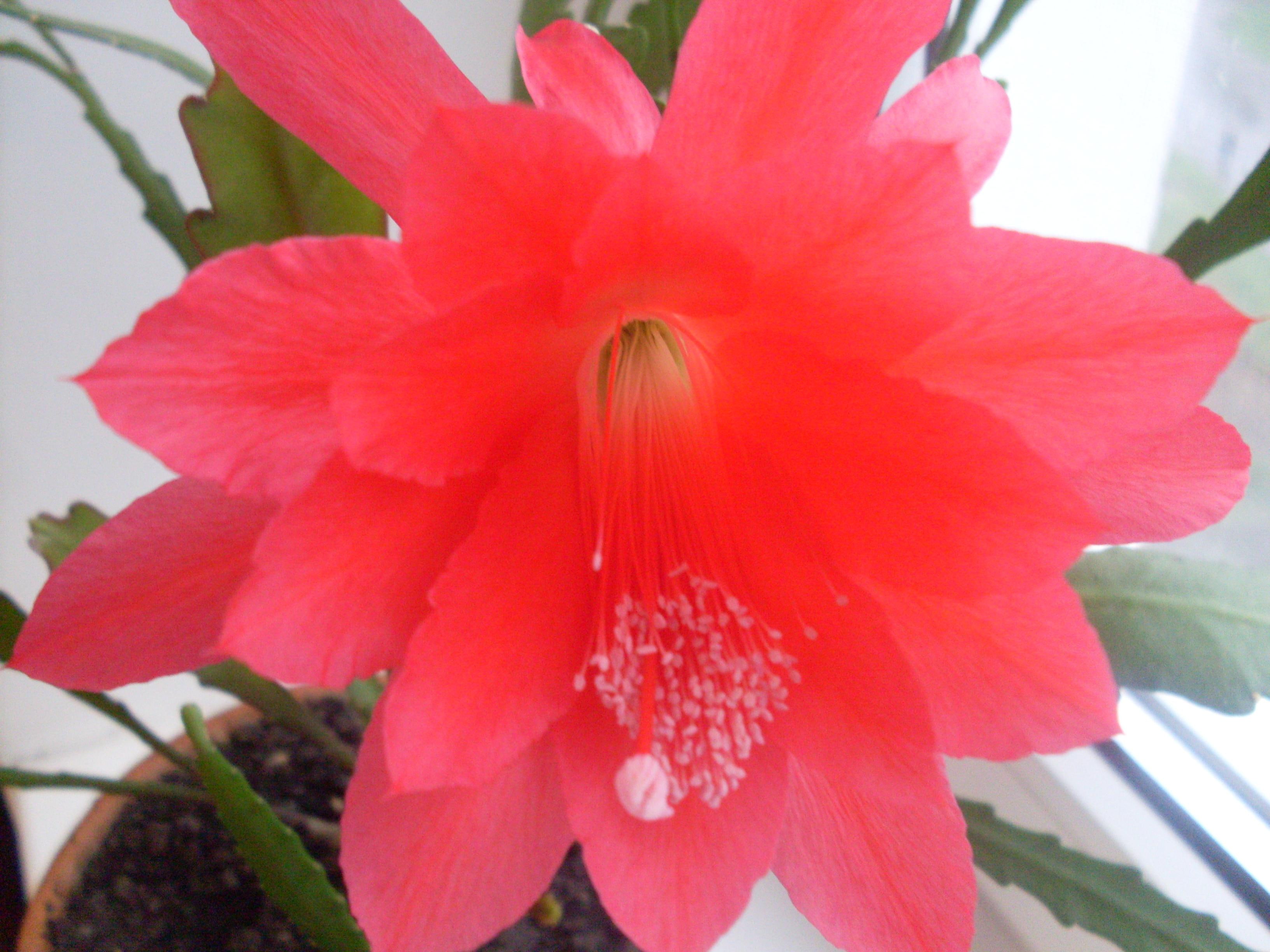 2K, flowers, cactuses, HD Wallpaper