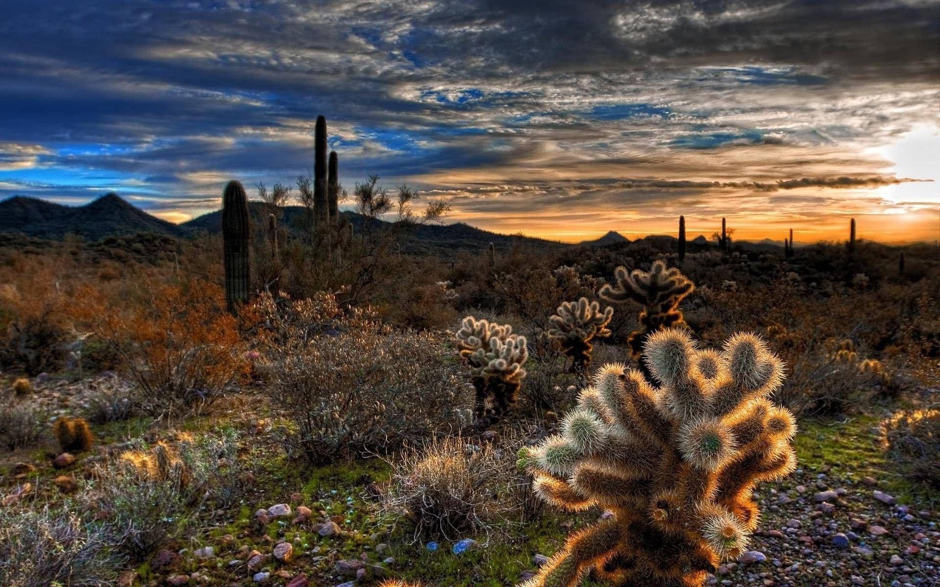 cactuses, cactus, desert, illustration, 1920x1200, green, sunlight, cloud, nature, 1080P, HD Wallpaper
