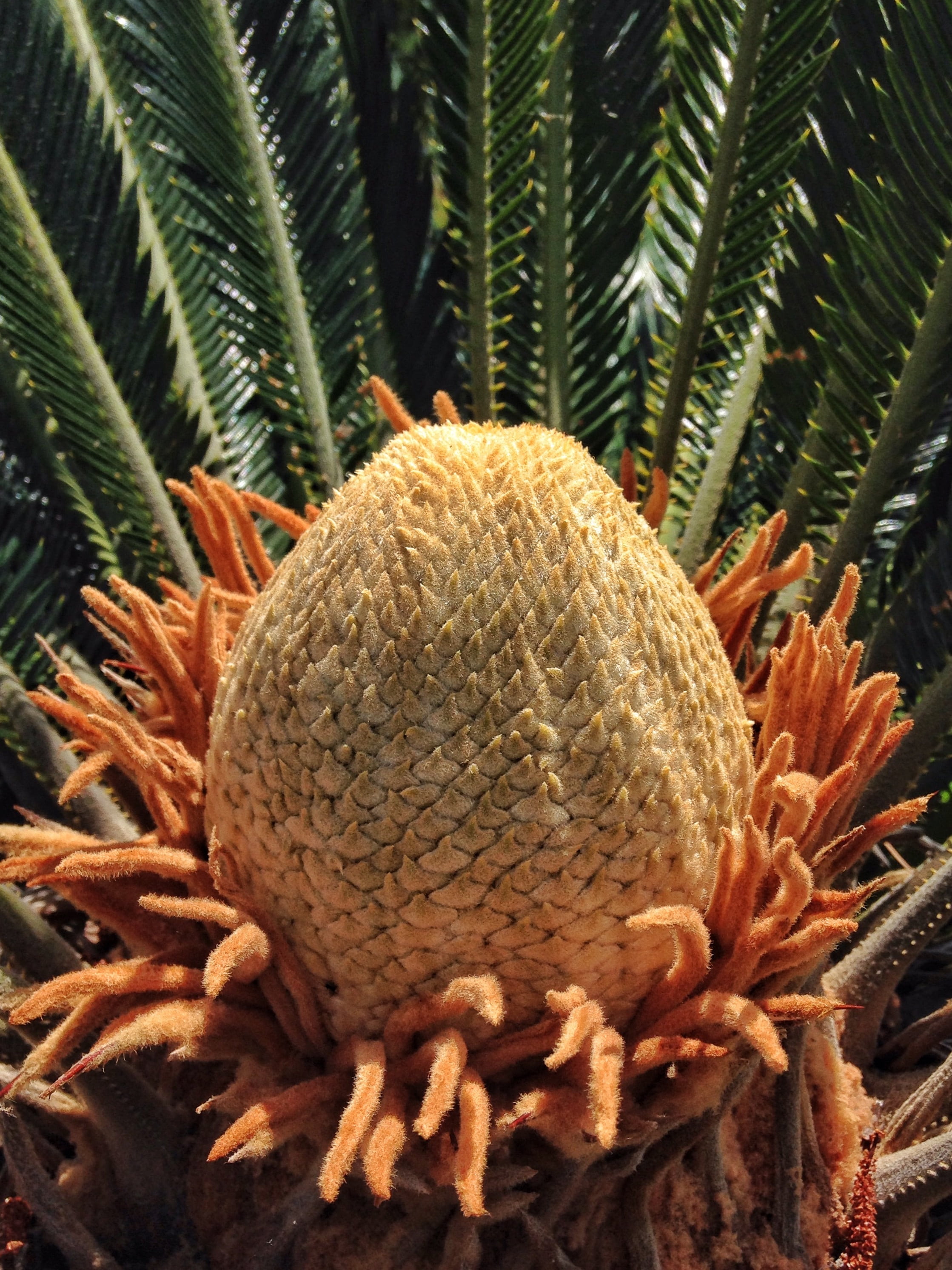 food and drink, tropical fruit, blooming, no people, cycad, leaf, close-up, 2K, healthy eating, freshness, fruit, day, focus on foreground, outdoors, growth, Phone HD Wallpaper